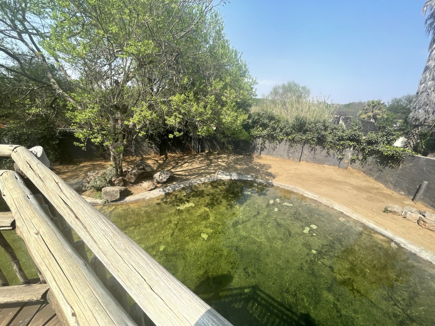 Common Hippo Enclosure (Hippopotamus amphibius)
