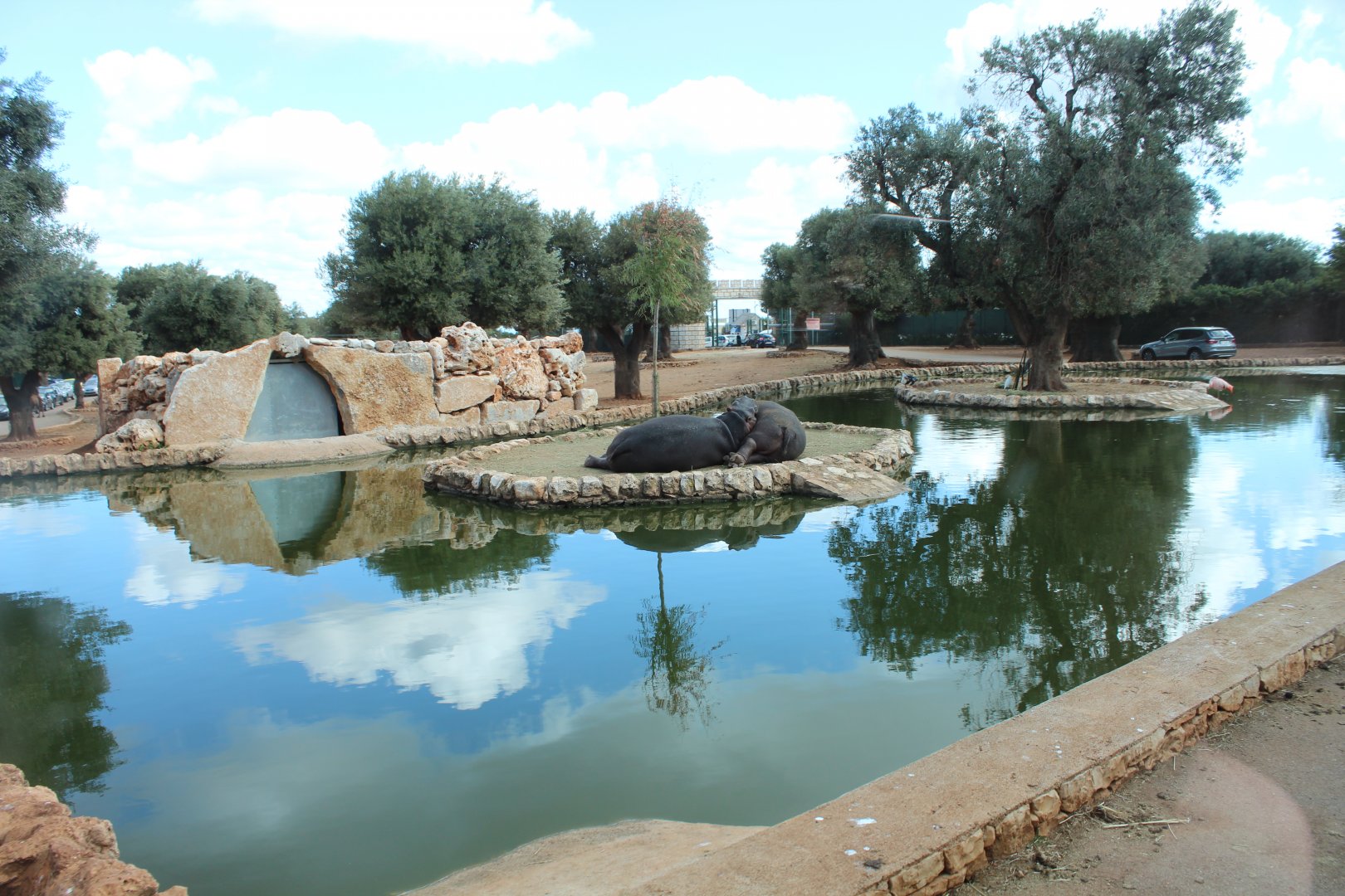 Common Hippo Enclosure (in Main Reserve) - Oct 2019