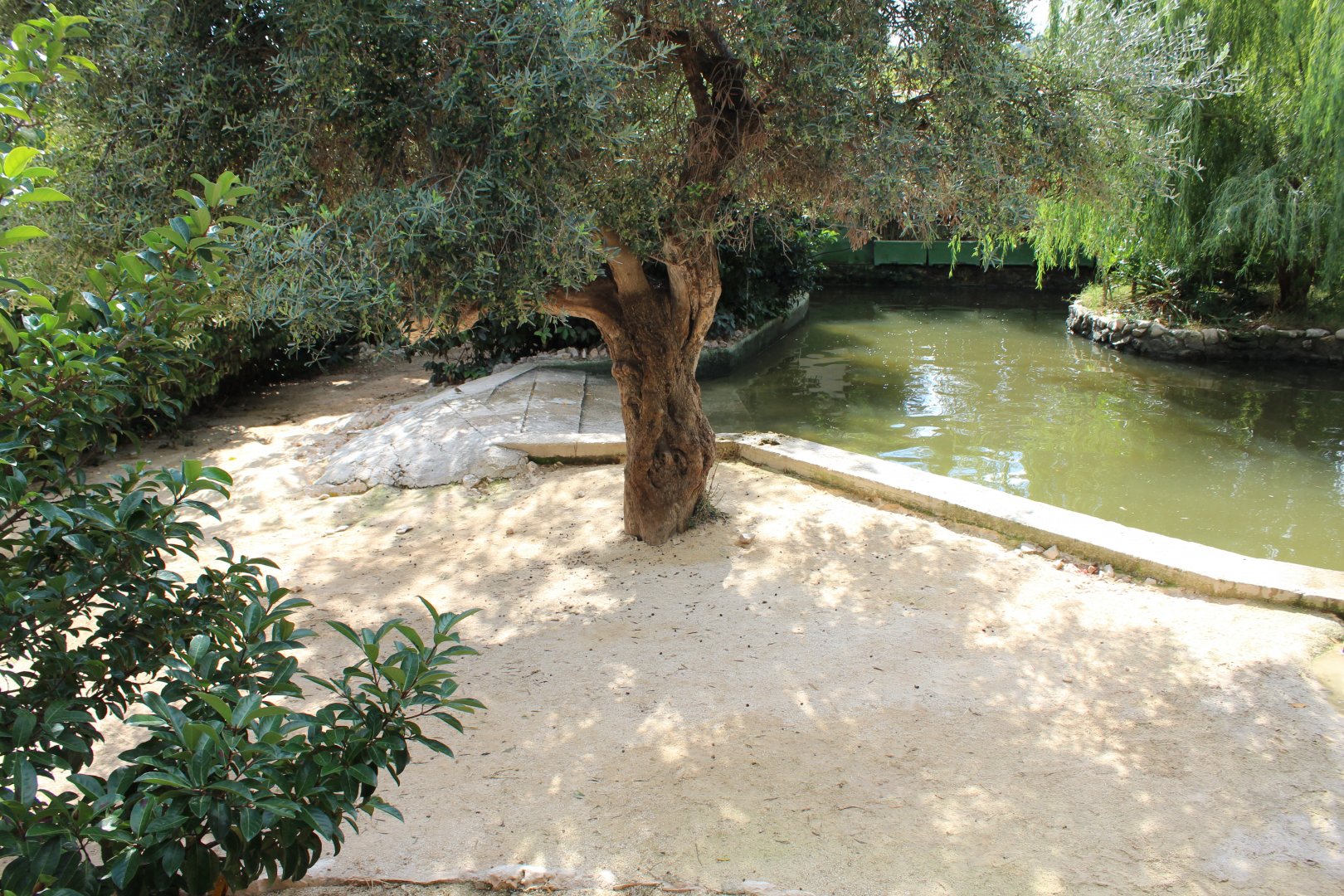 Common Hippo Enclosure (in walk through zoo) - Oct 2019