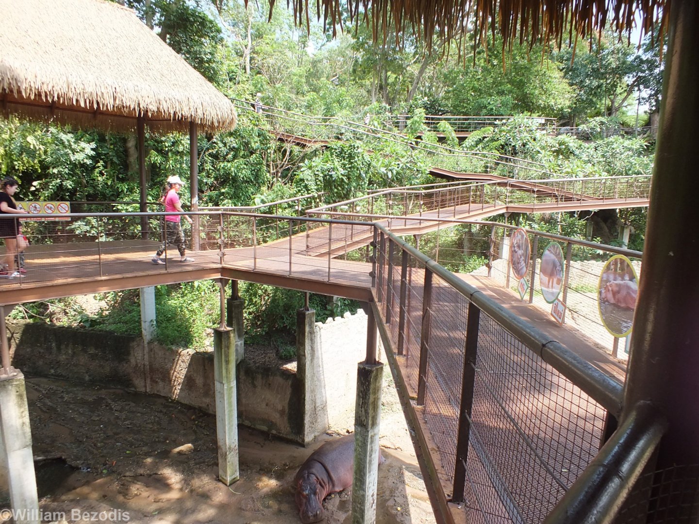 Common Hippo Enclosure Viewing Area