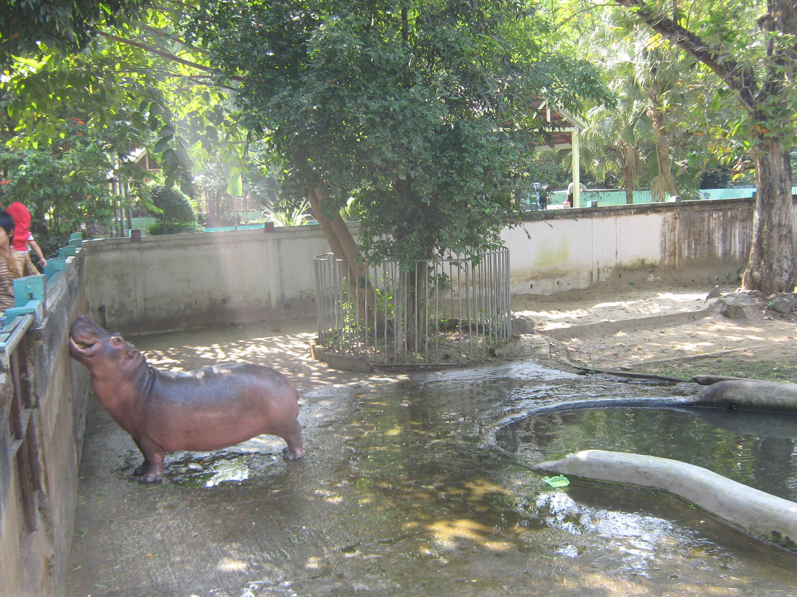 Common Hippo enclosure