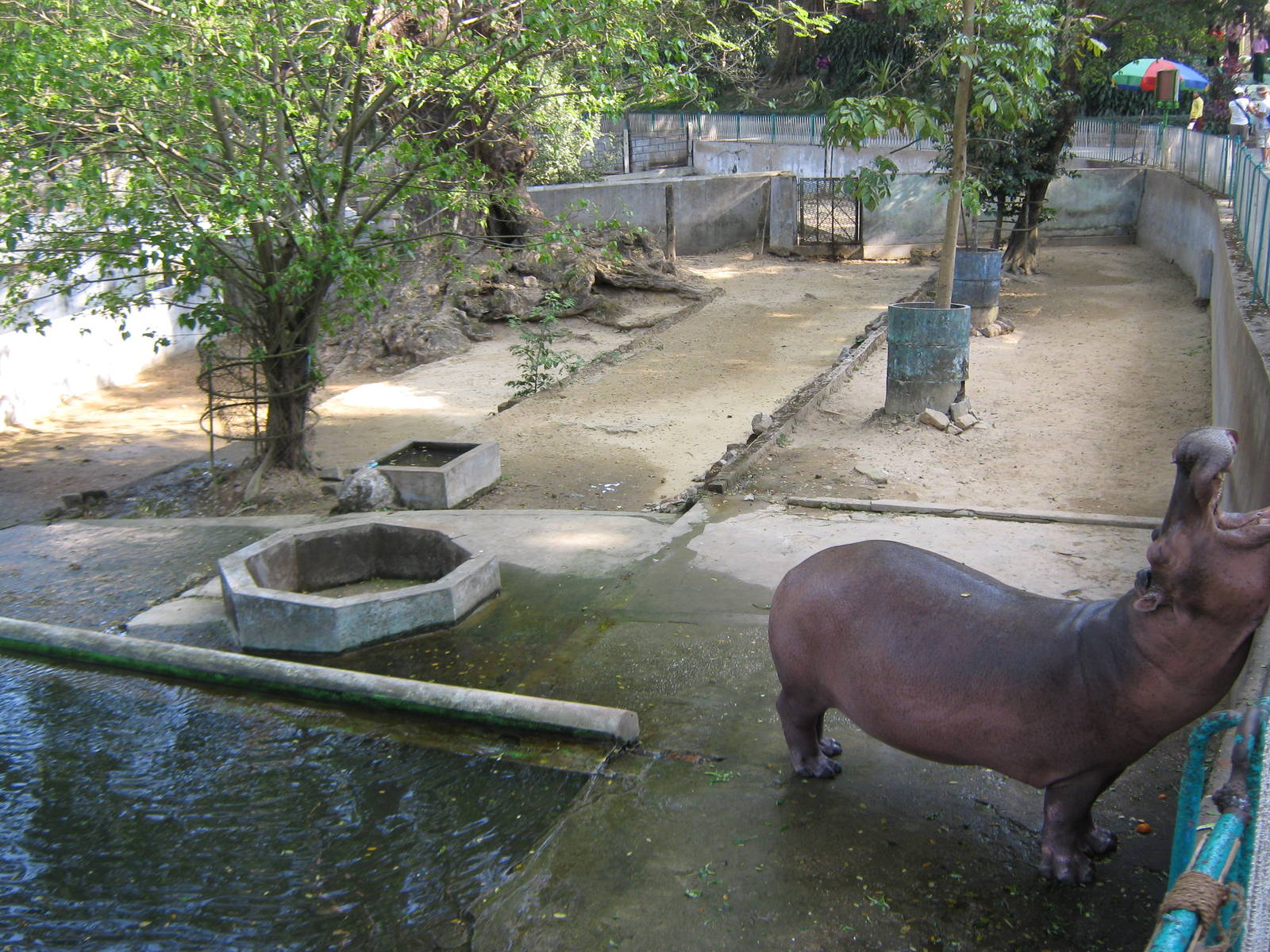 Common Hippo enclosure