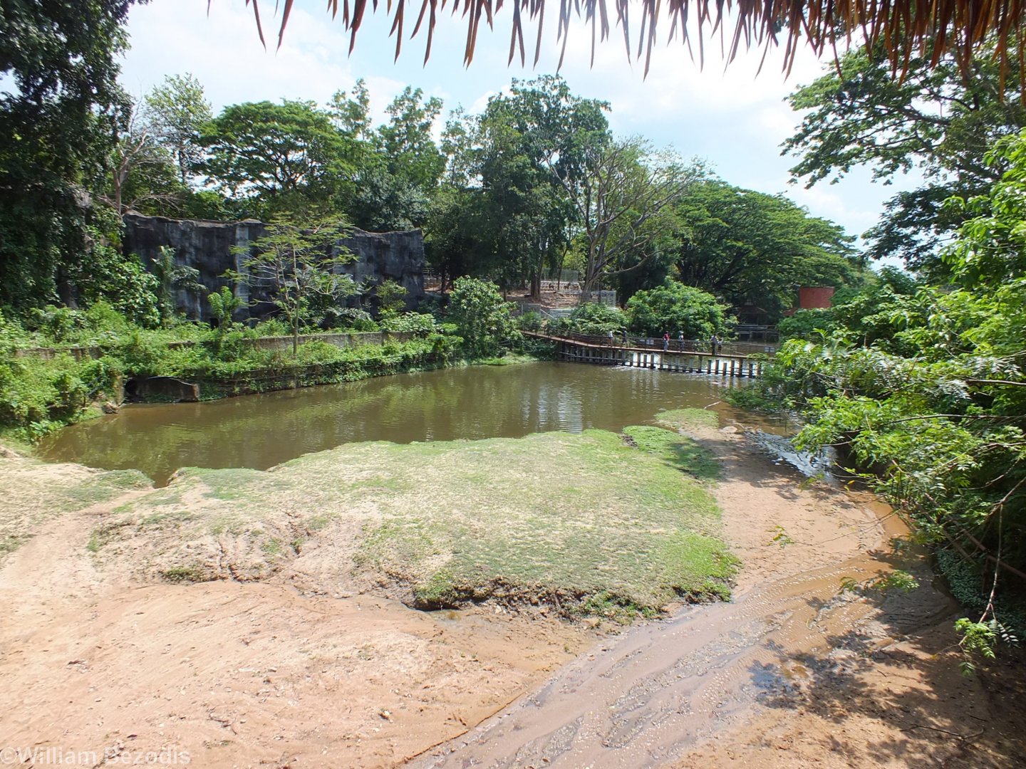 Common Hippo Enclosure