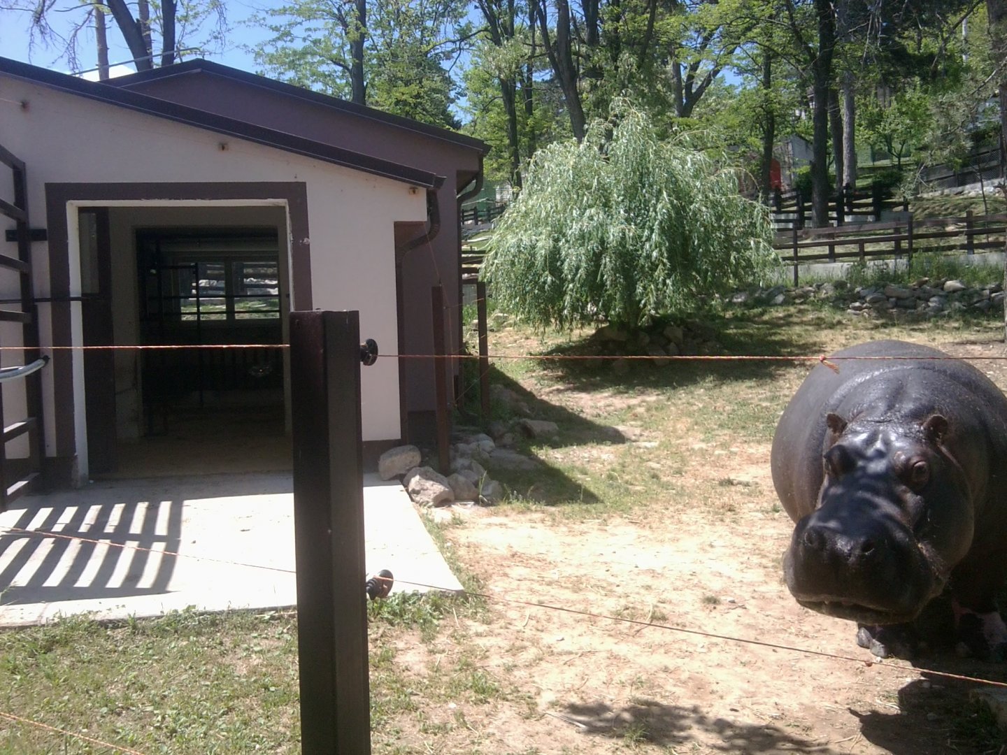 Common hippo enclosure