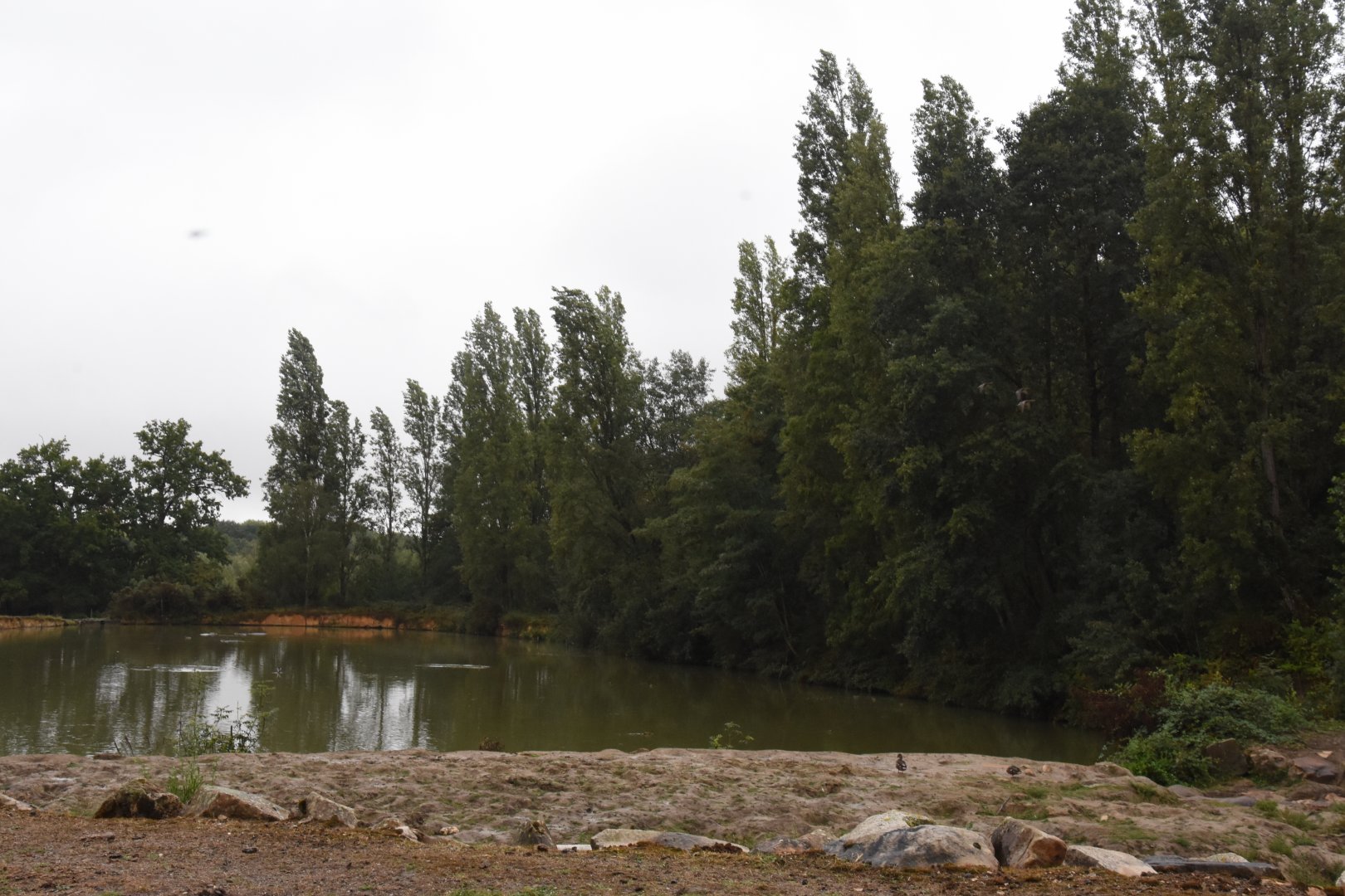 Common Hippo enclosure