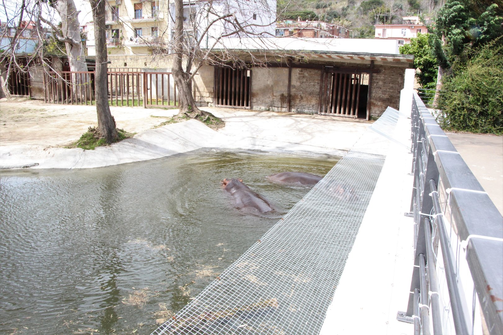 Common Hippo Enclosure