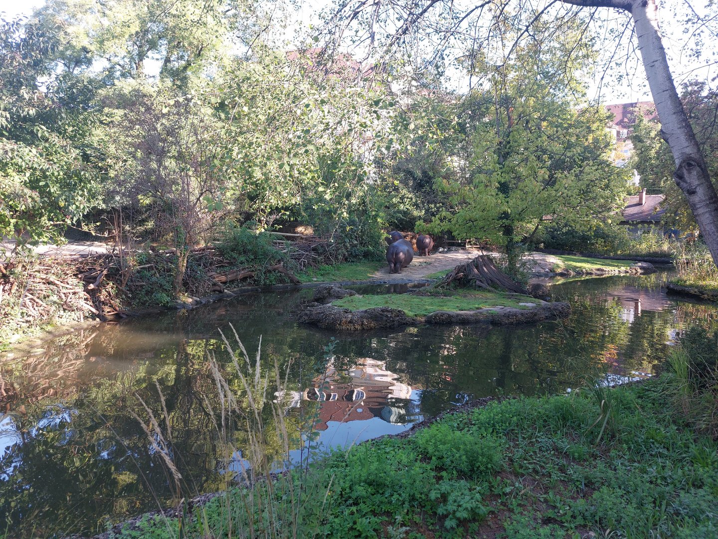 Common hippo enclosure