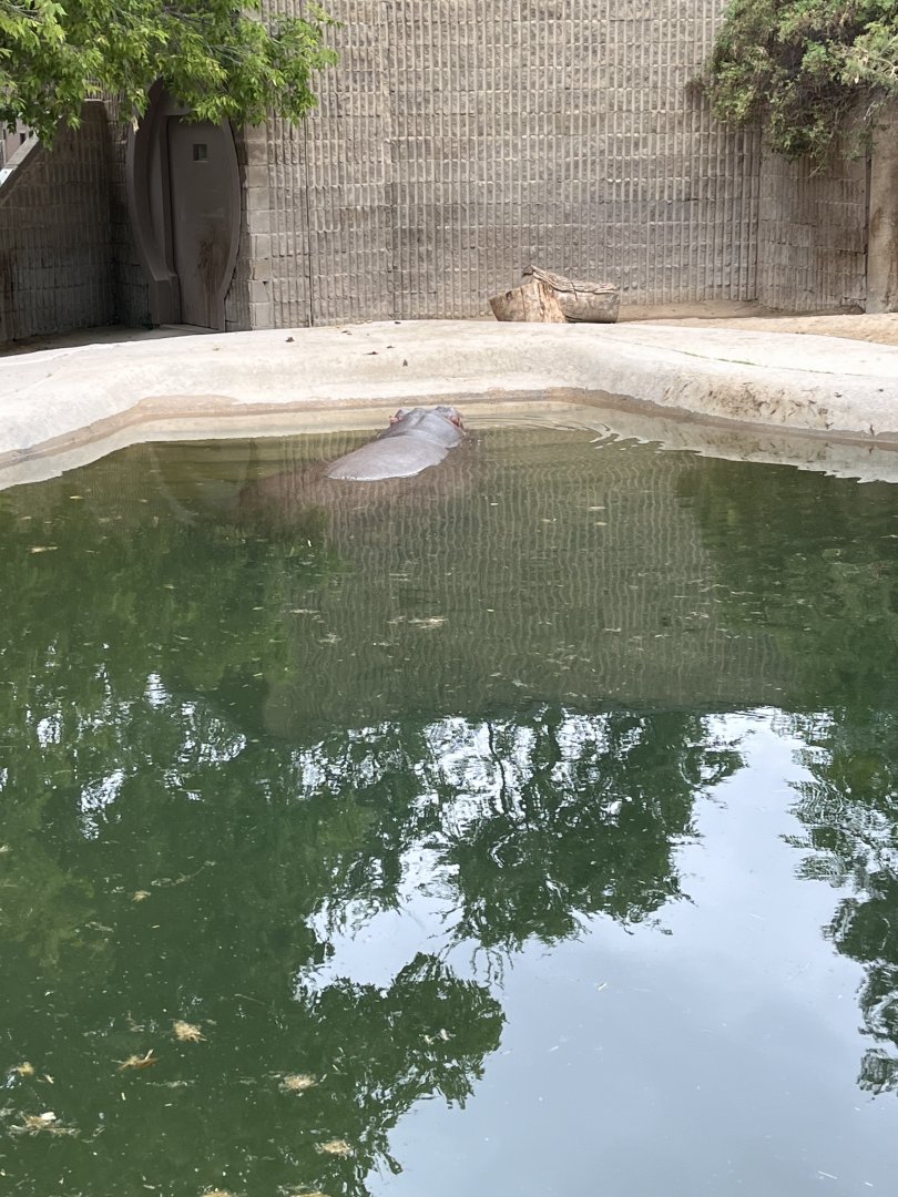 common hippo enclosure