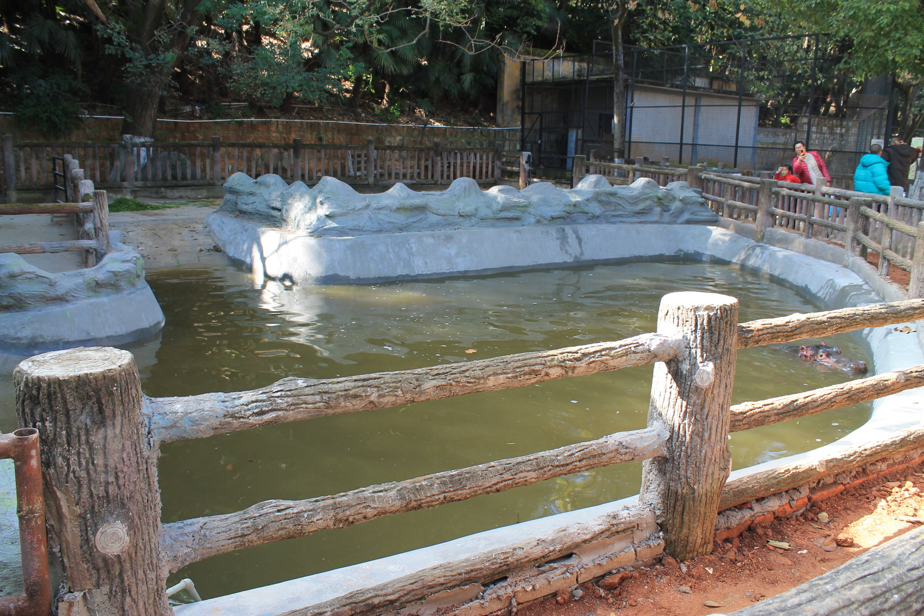Common Hippo enclosure