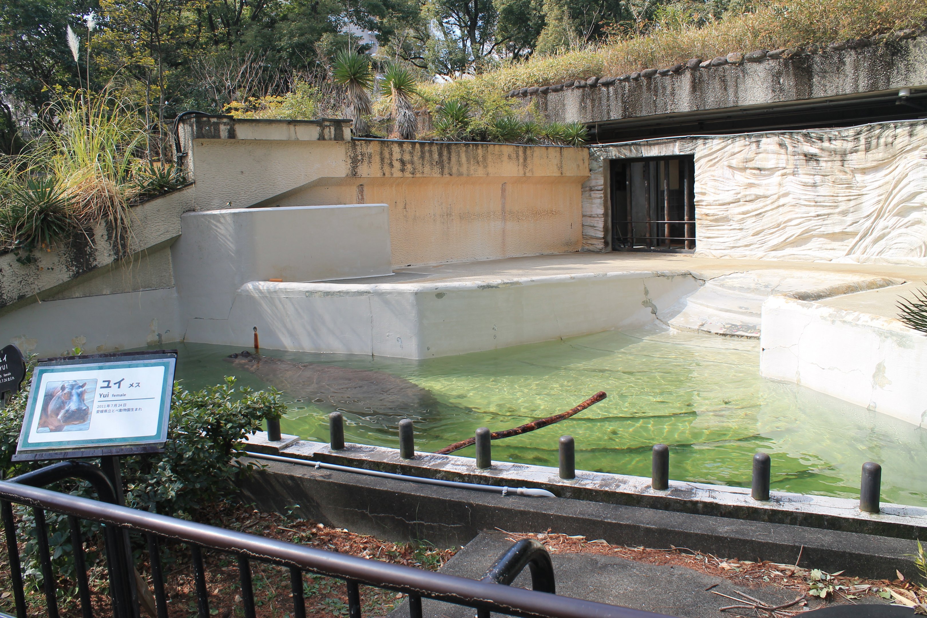 Common Hippo enclosure