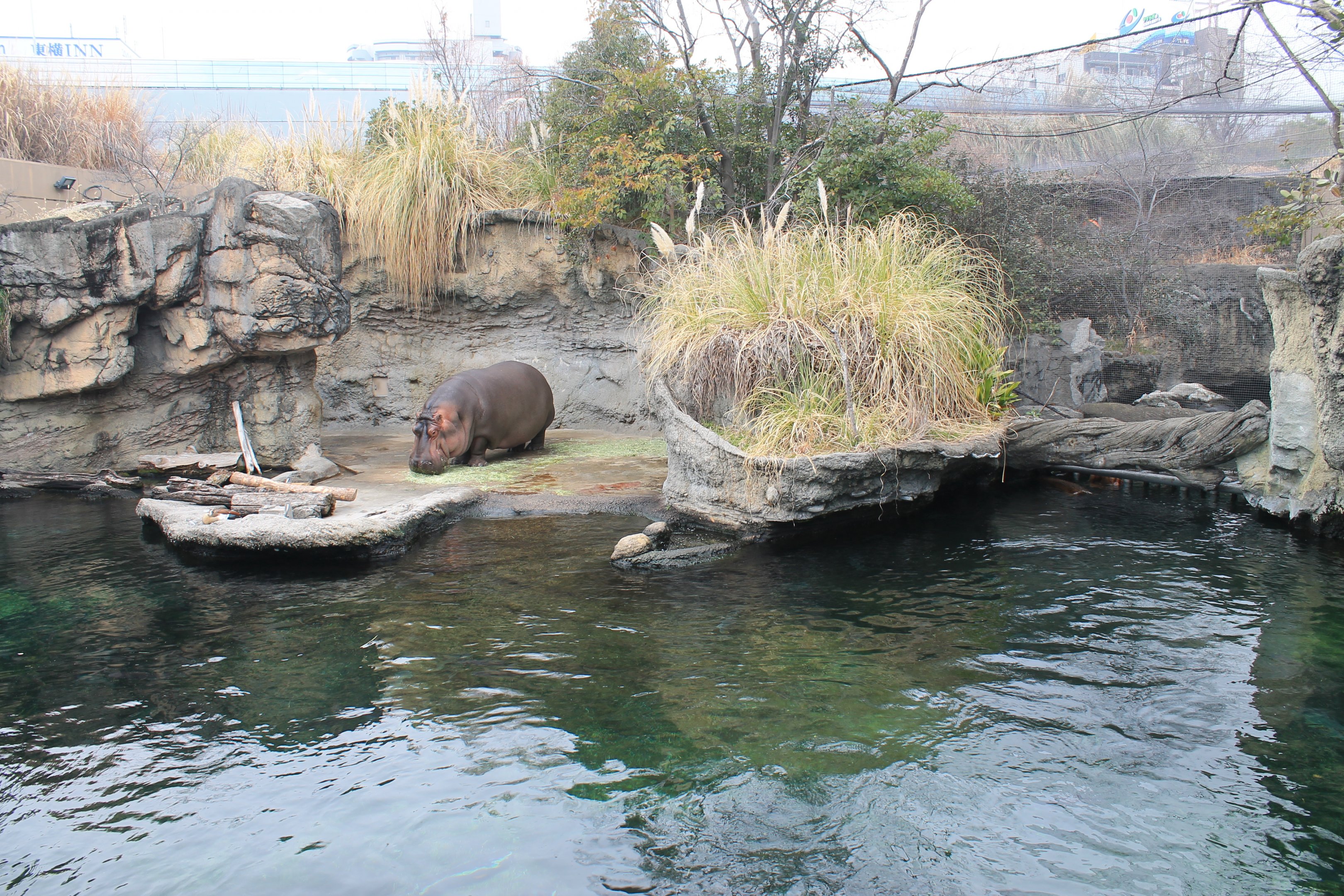 Common Hippo enclosure
