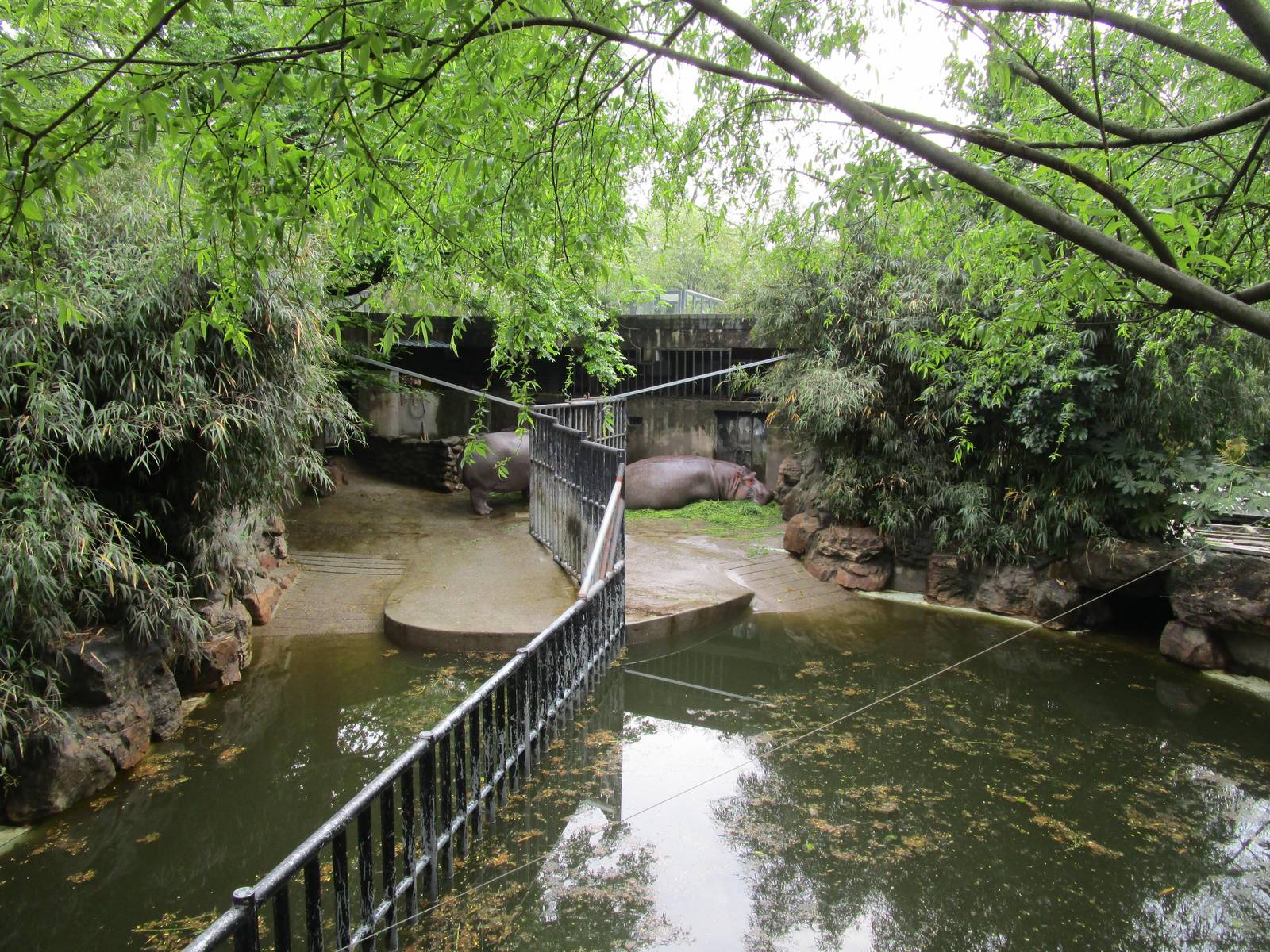 Common Hippo Enclosures - 16/04/2016