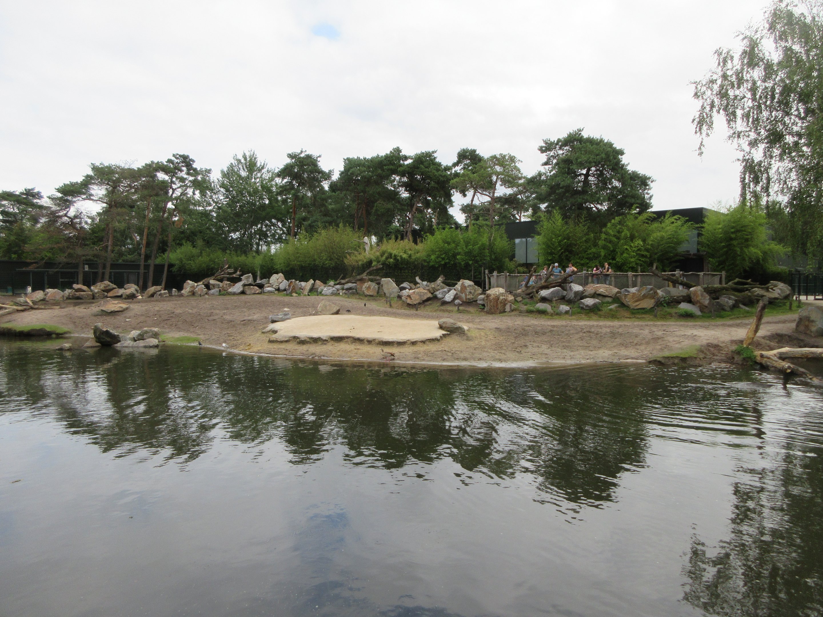 Common Hippo - enormous exhibit