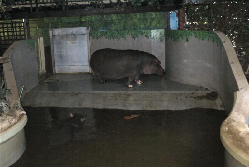 Common Hippo exhibit 1 Jan 2009