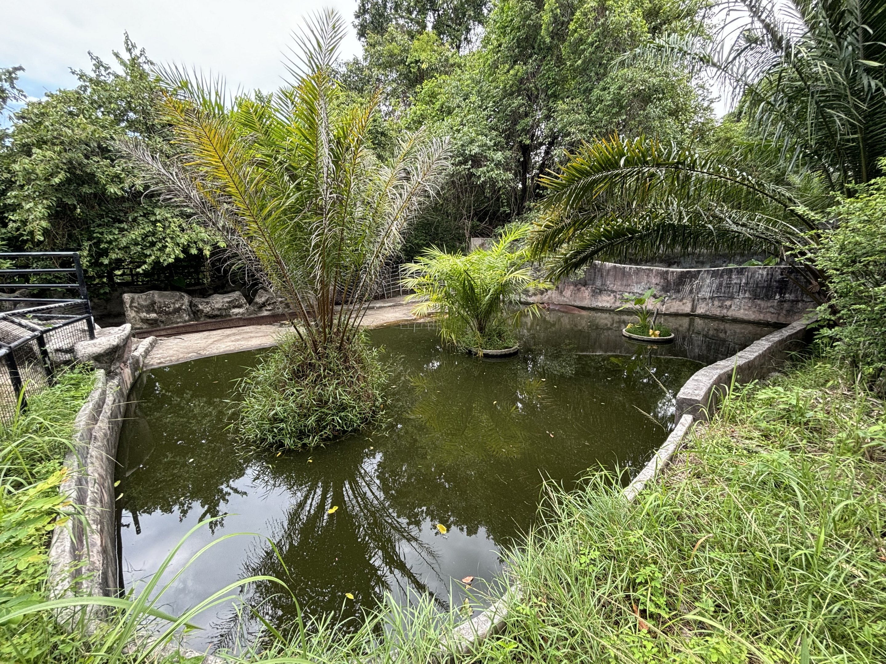 Common Hippo Exhibit #1