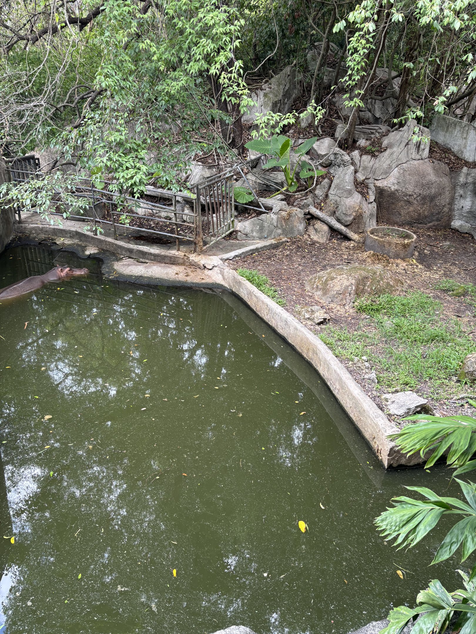 Common Hippo Exhibit #2