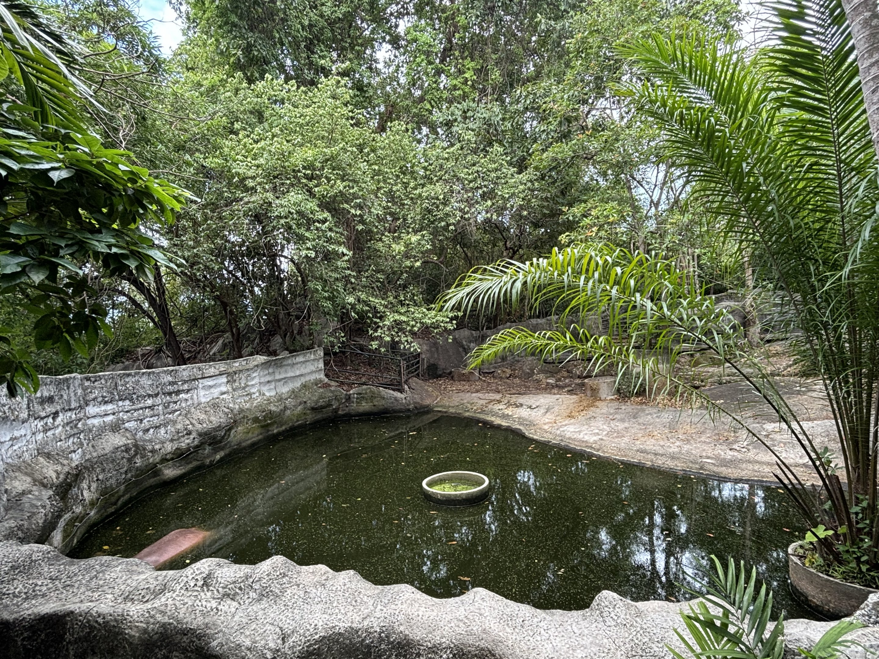 Common Hippo Exhibit #3