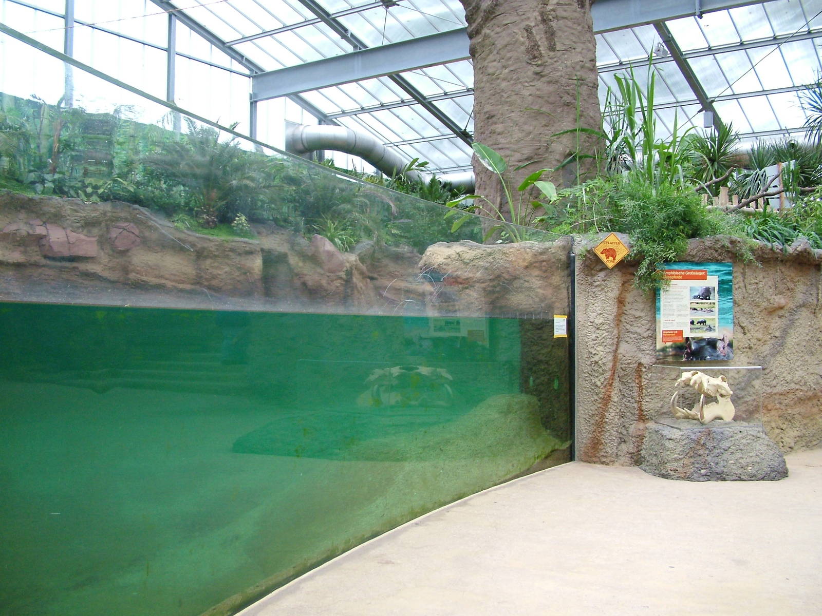 Common Hippo Exhibit at Cologne, 07/09/10