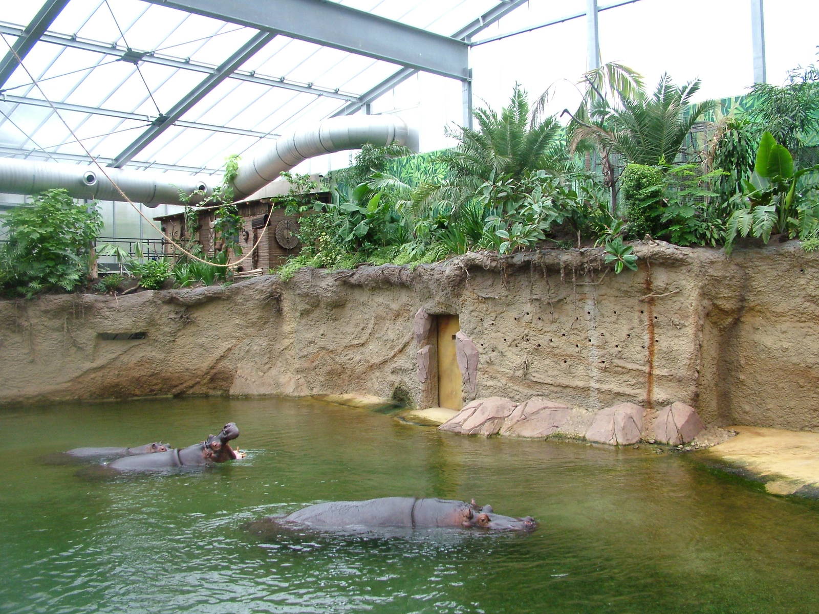 Common Hippo Exhibit at Cologne, 07/09/10