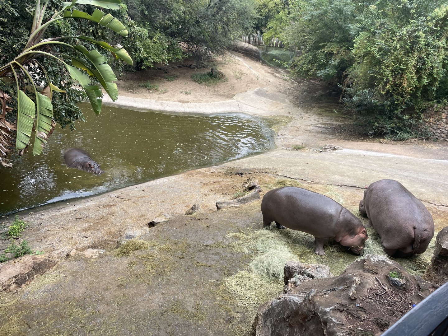 Common Hippo Exhibit (Hippopotamus amphibius)