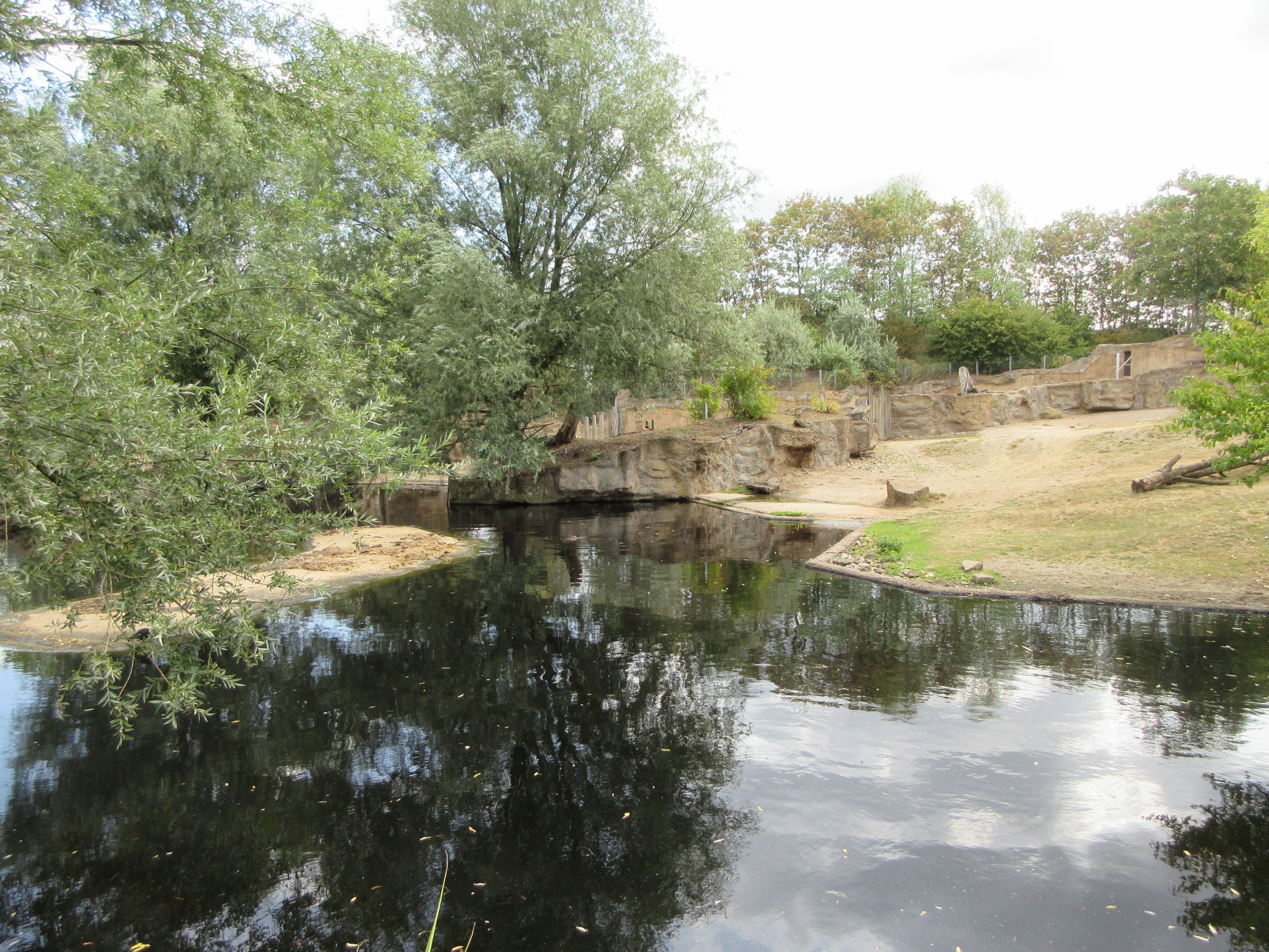 Common Hippo Exhibit - huge lake
