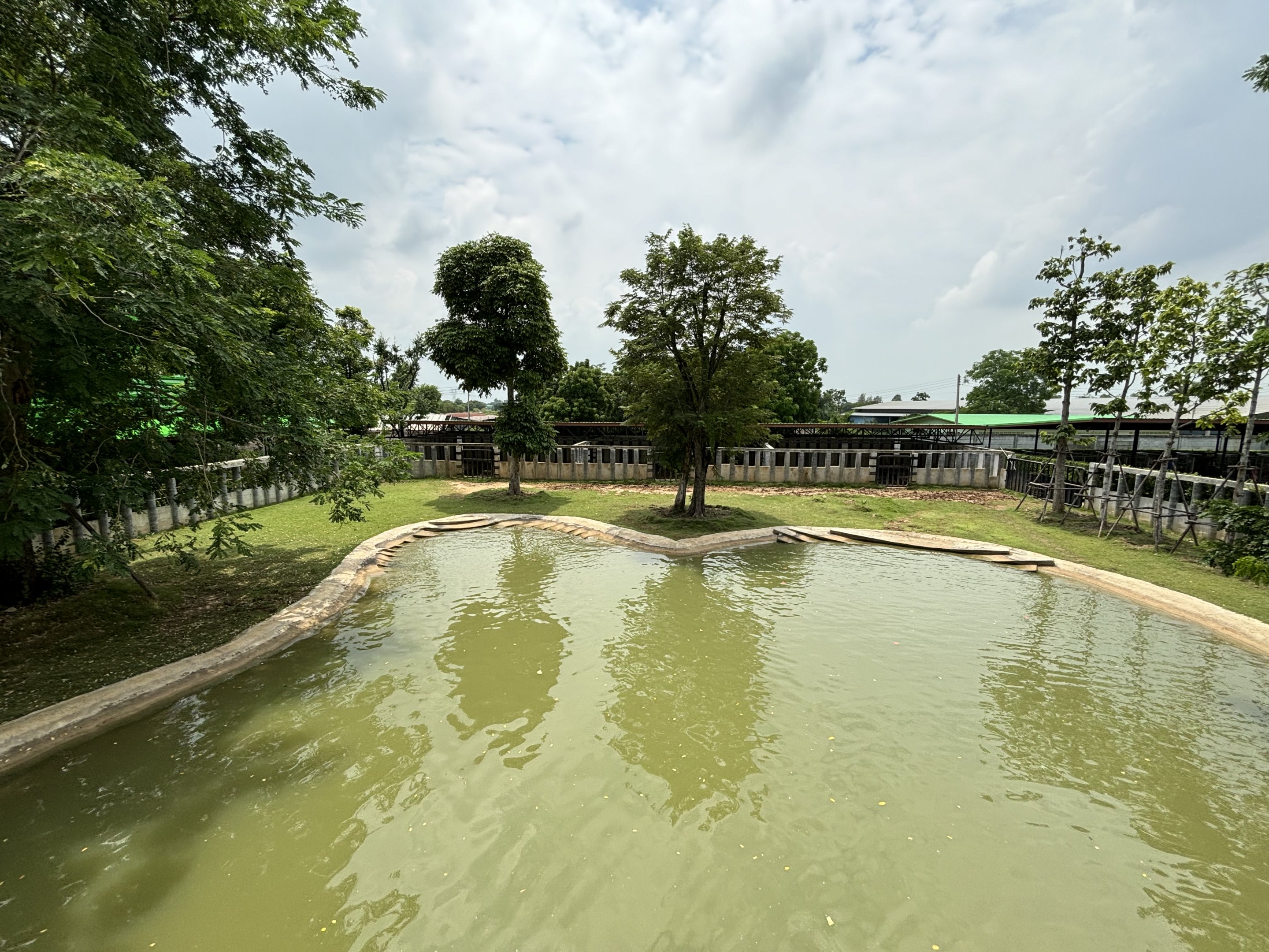 Common Hippo Exhibit - Lion Park