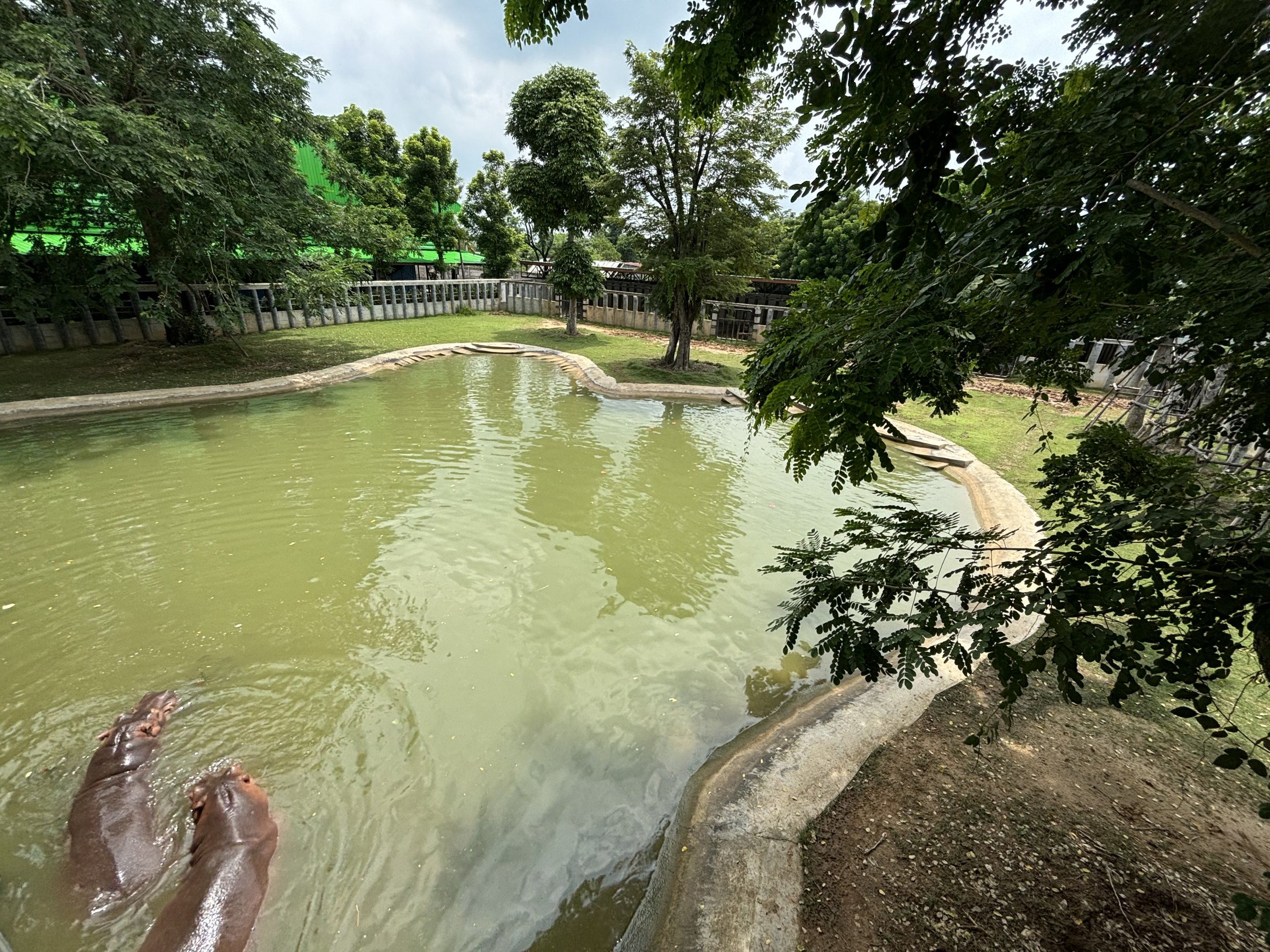 Common Hippo Exhibit - Lion Park
