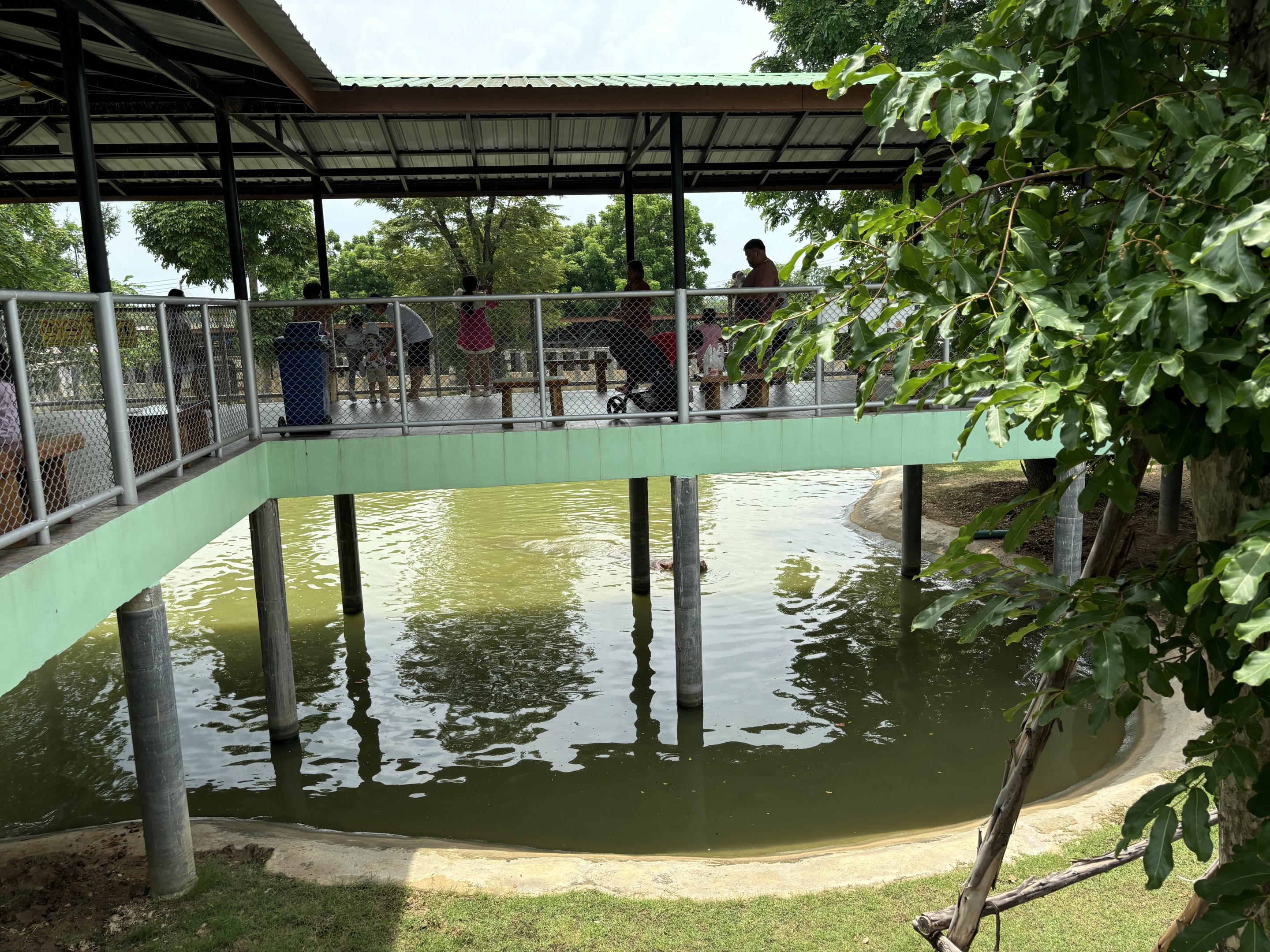 Common Hippo Exhibit - Lion Park