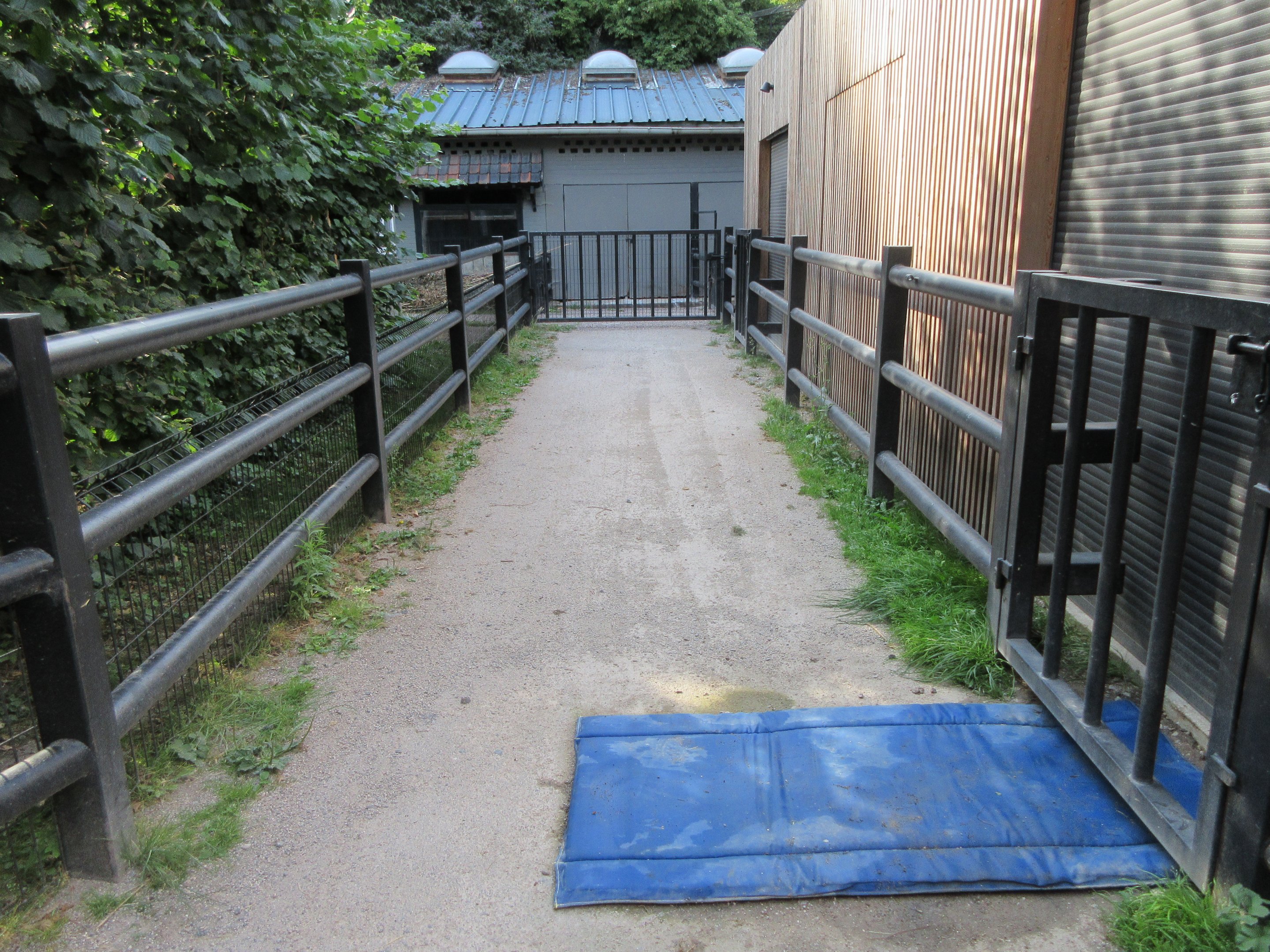 Common Hippo Exhibit (path near house)