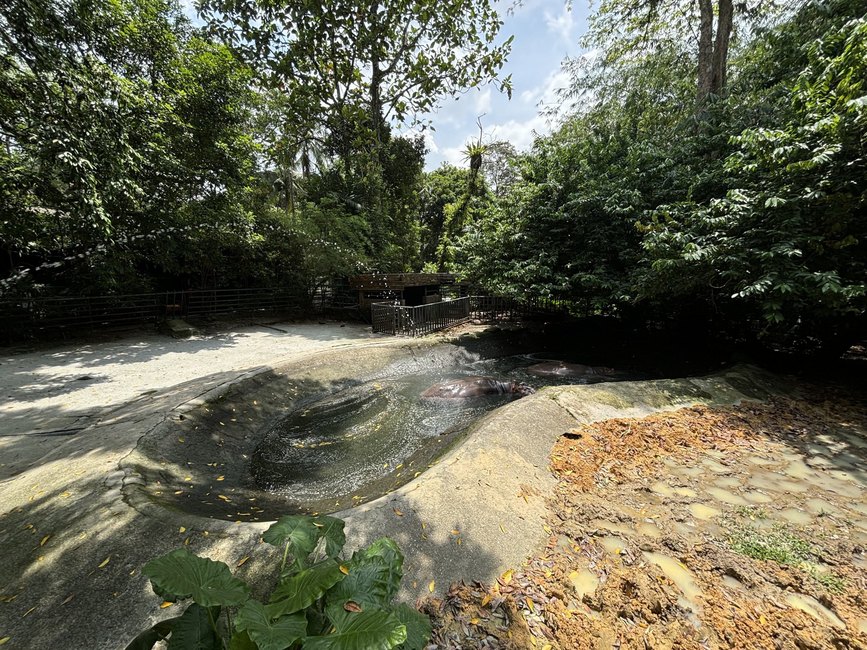 Common Hippo Exhibit - puny!