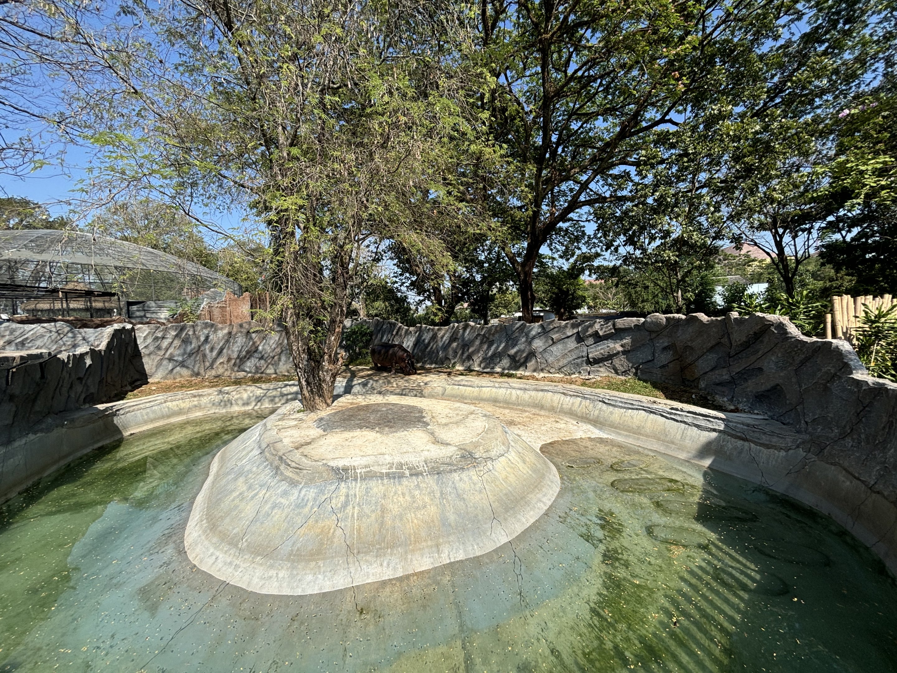 Common Hippo Exhibit - Solo Safari