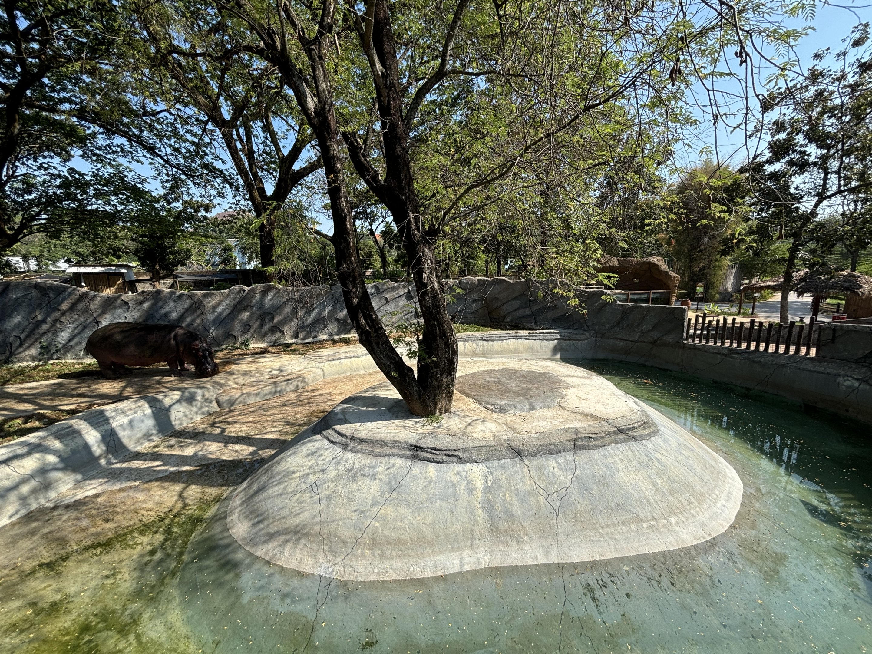 Common Hippo Exhibit - Solo Safari