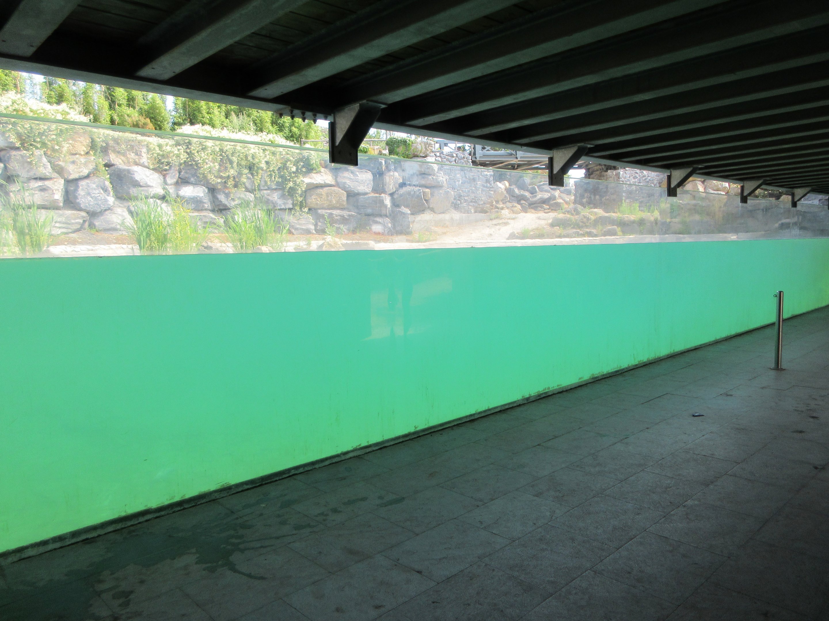 Common Hippo Exhibit - underwater viewing area