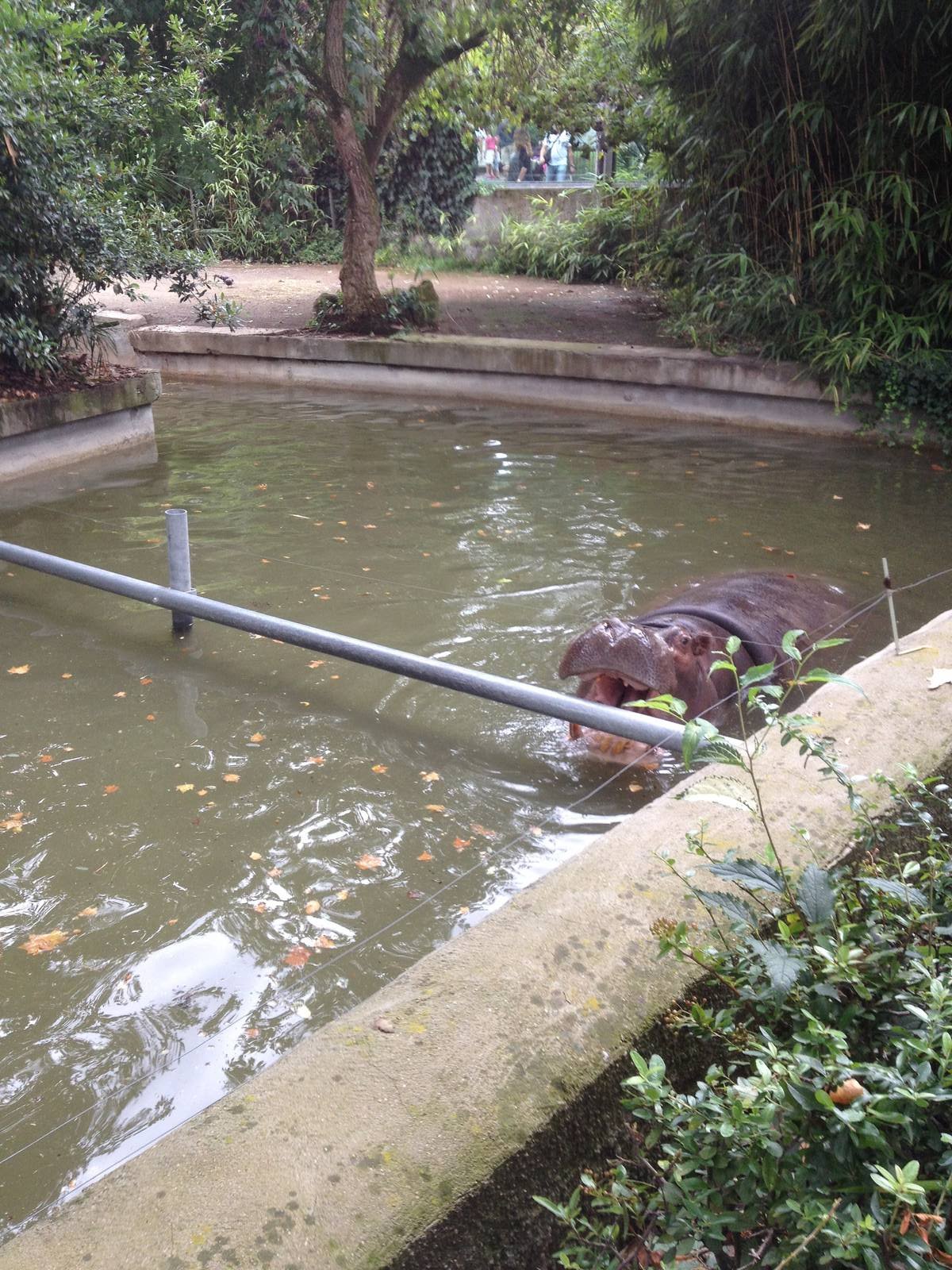 Common Hippo Exhibit