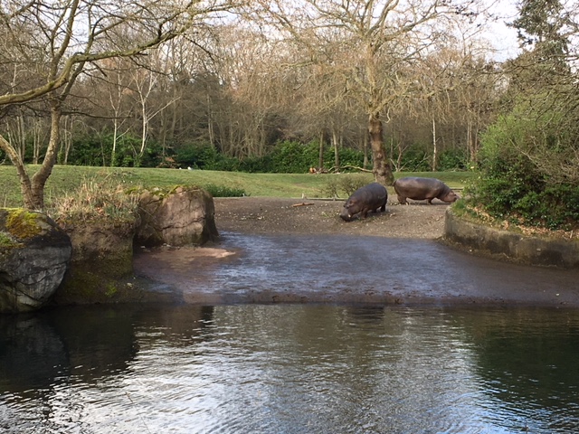 Common Hippo Exhibit