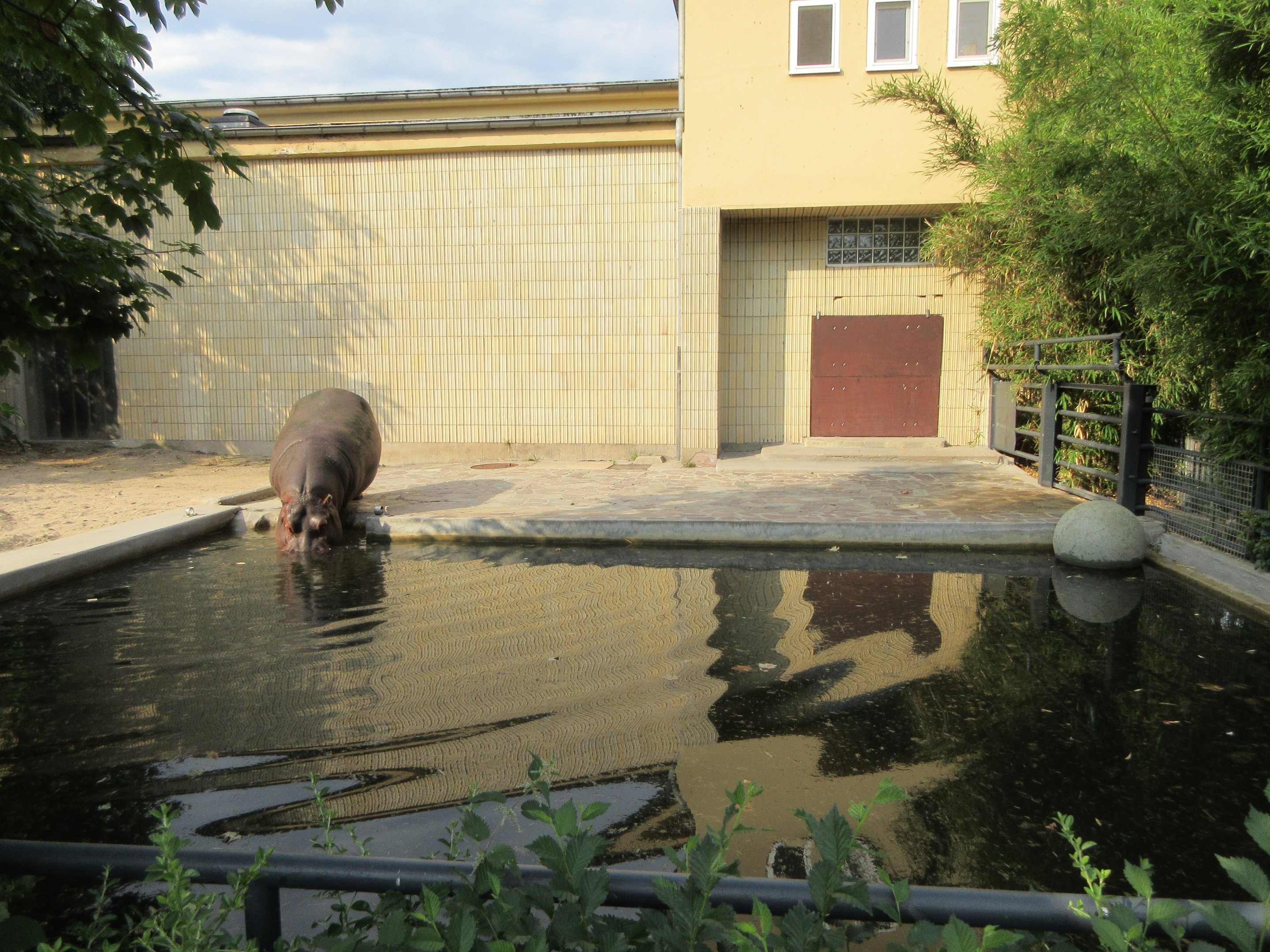 Common Hippo Exhibit