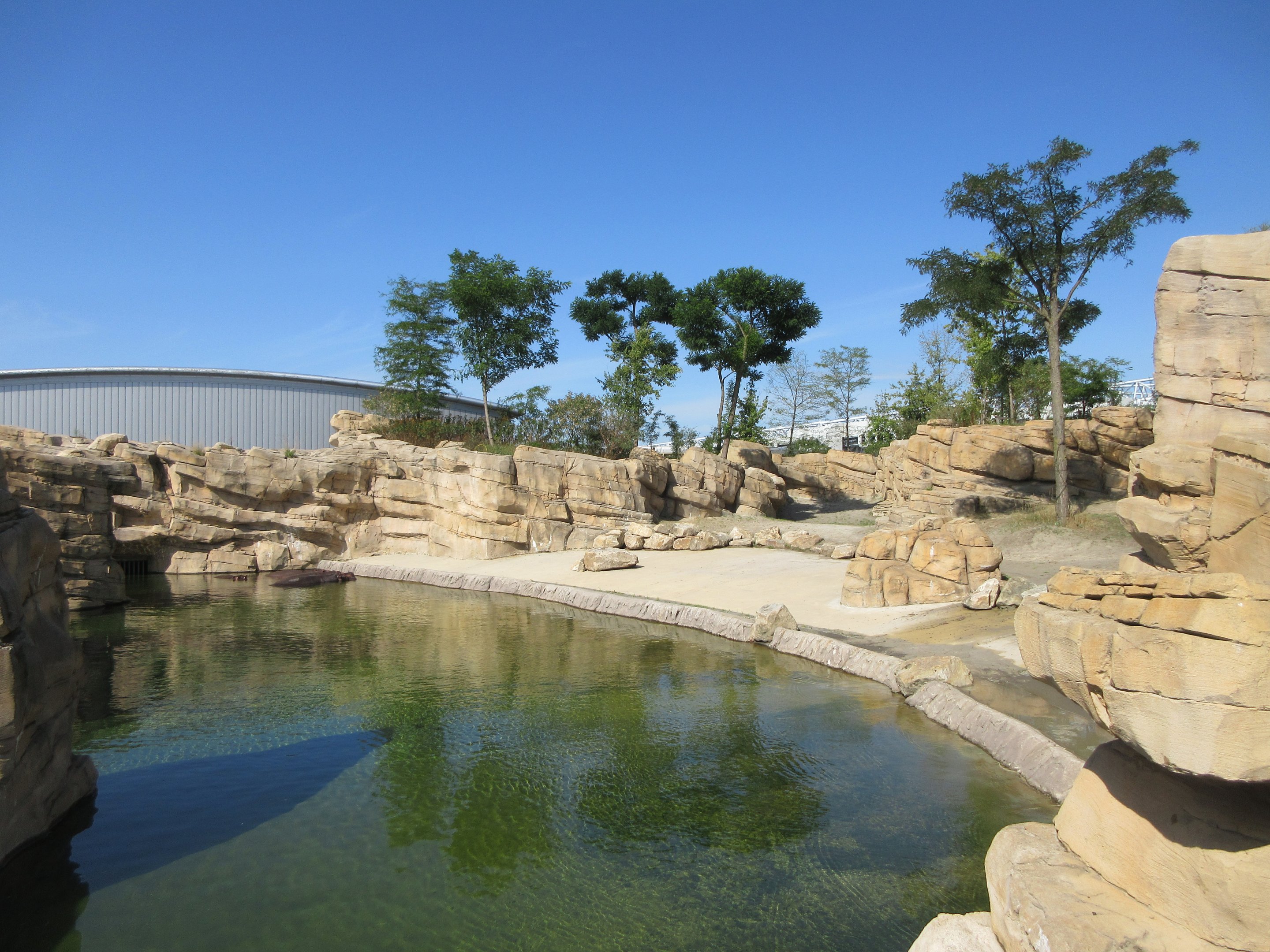 Common Hippo Exhibit