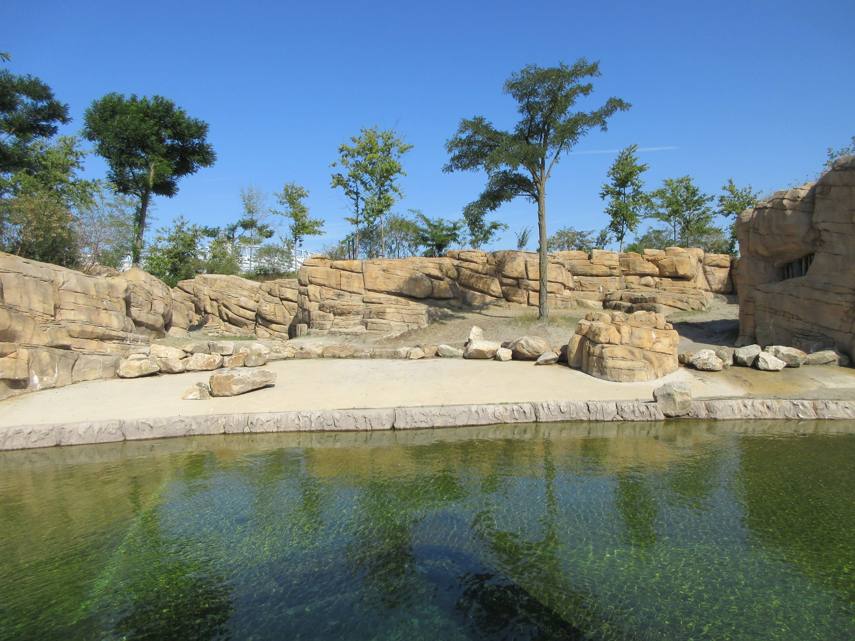 Common Hippo Exhibit
