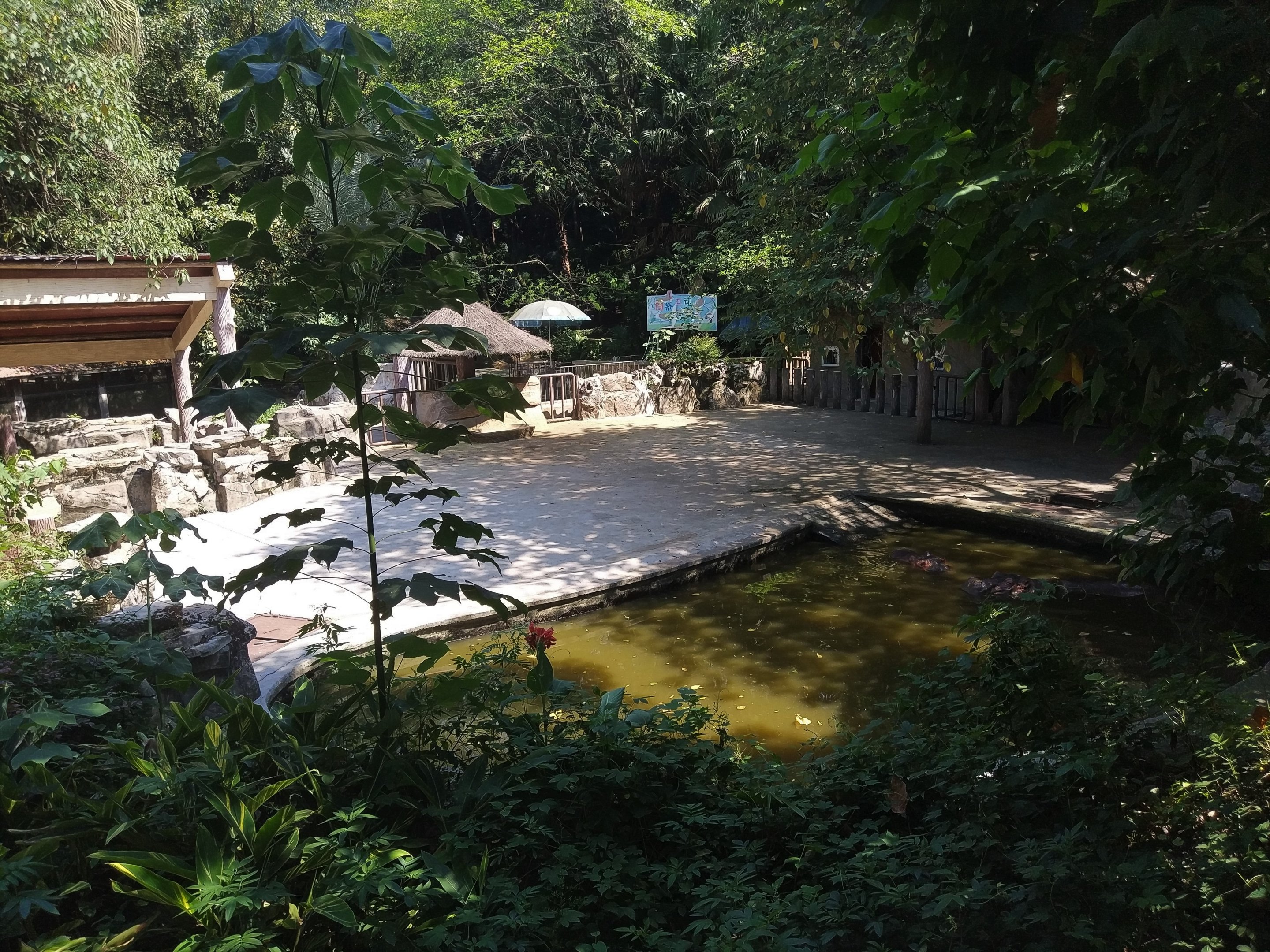 Common Hippo Exhibit