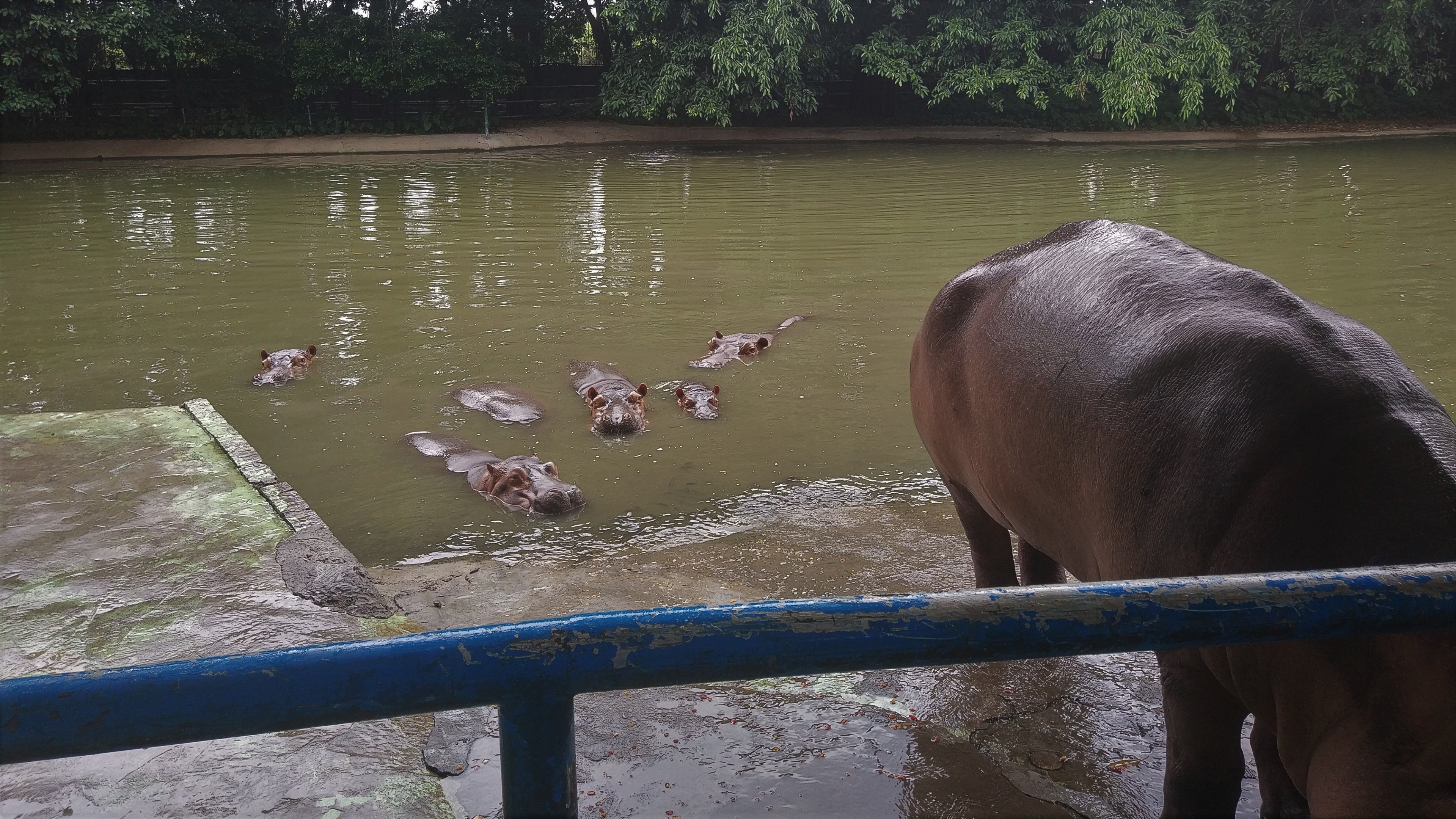 Common Hippo Exhibit