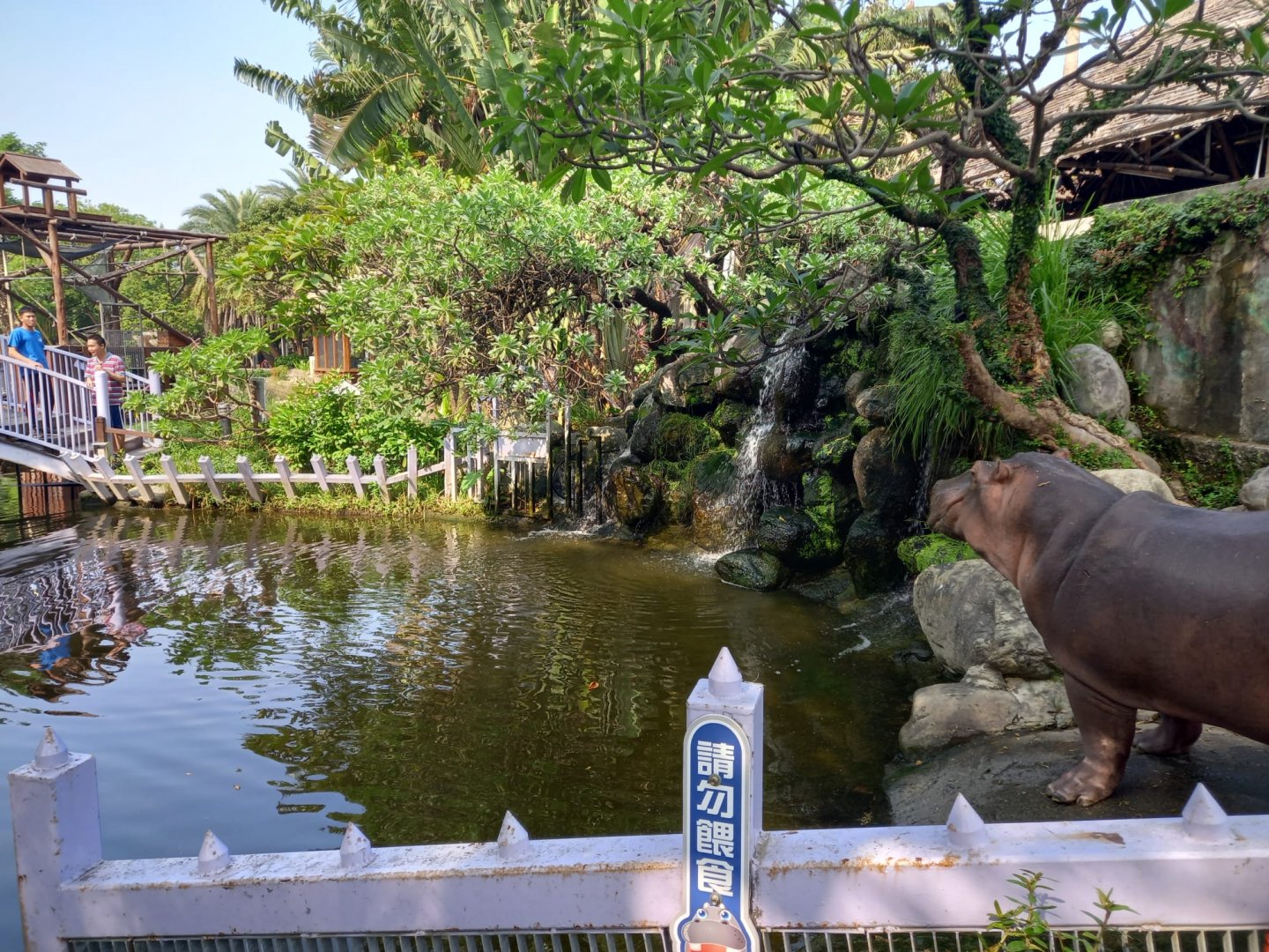 Common Hippo exhibit