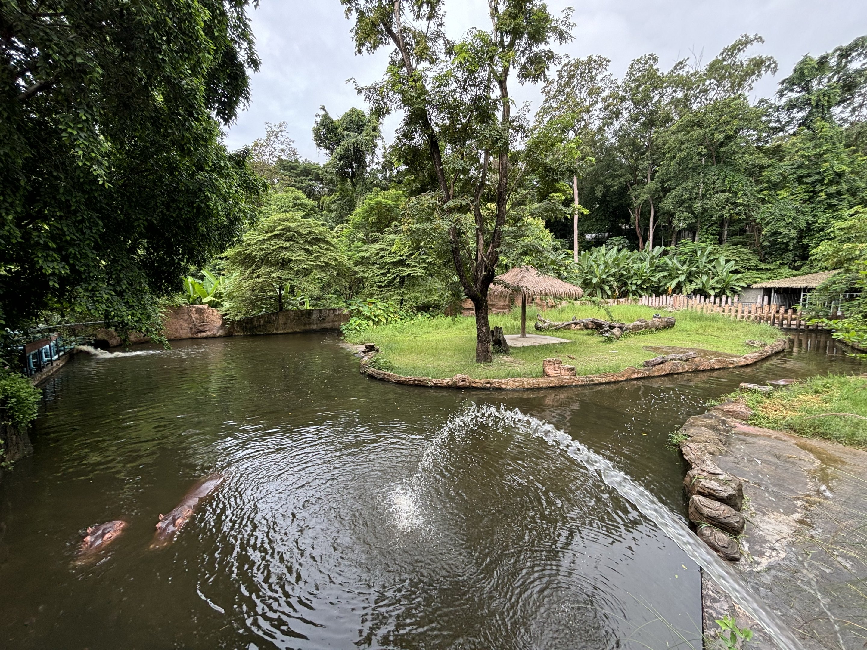 Common Hippo Exhibit