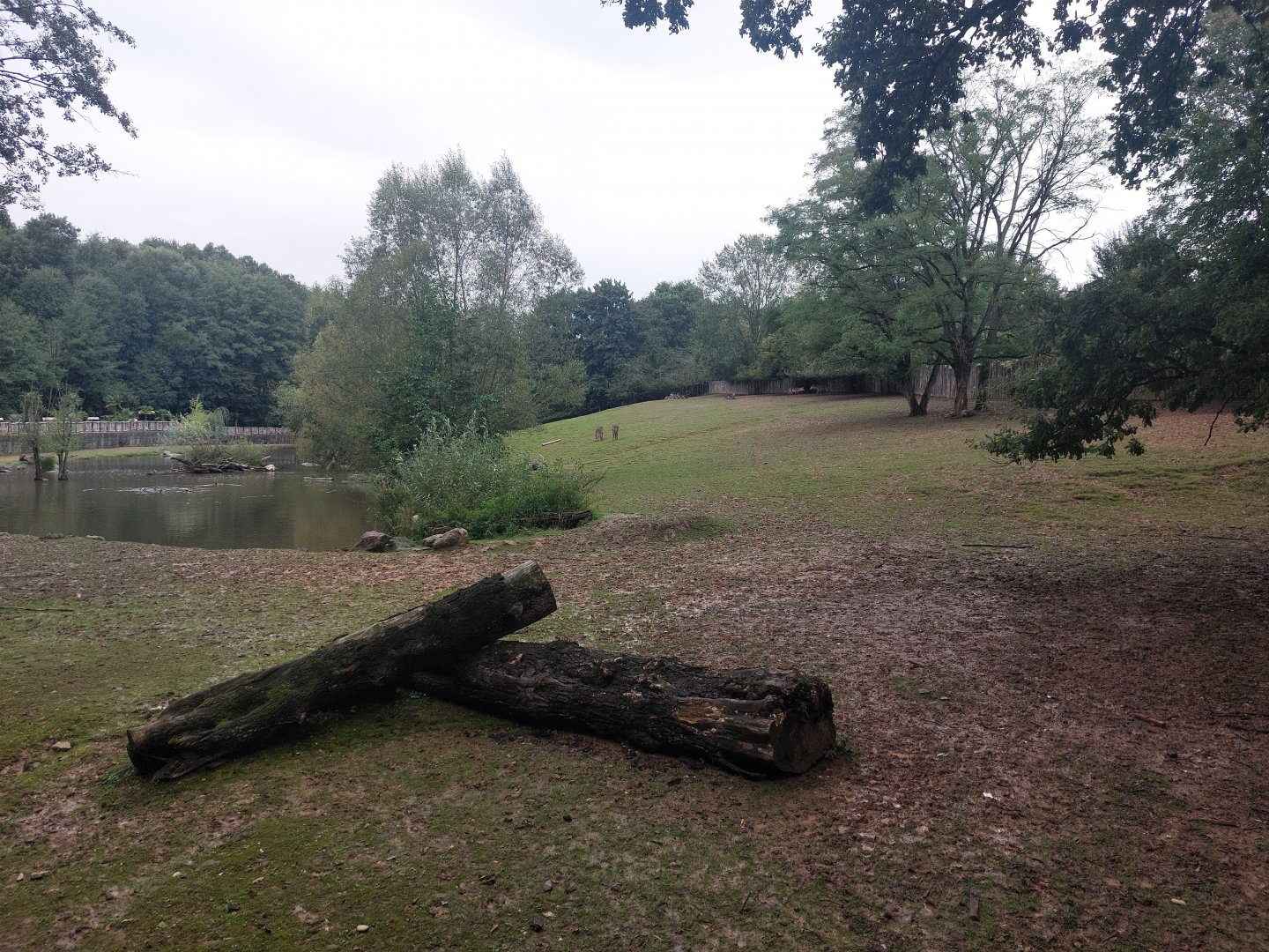 Common hippo exhibit