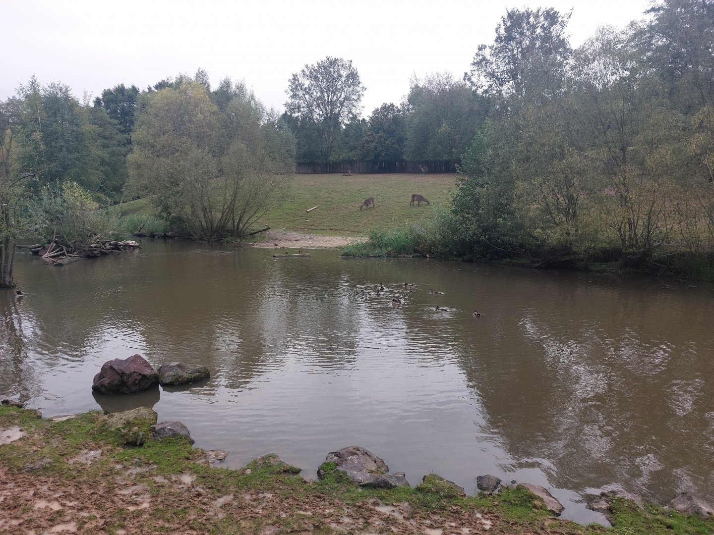 Common hippo exhibit