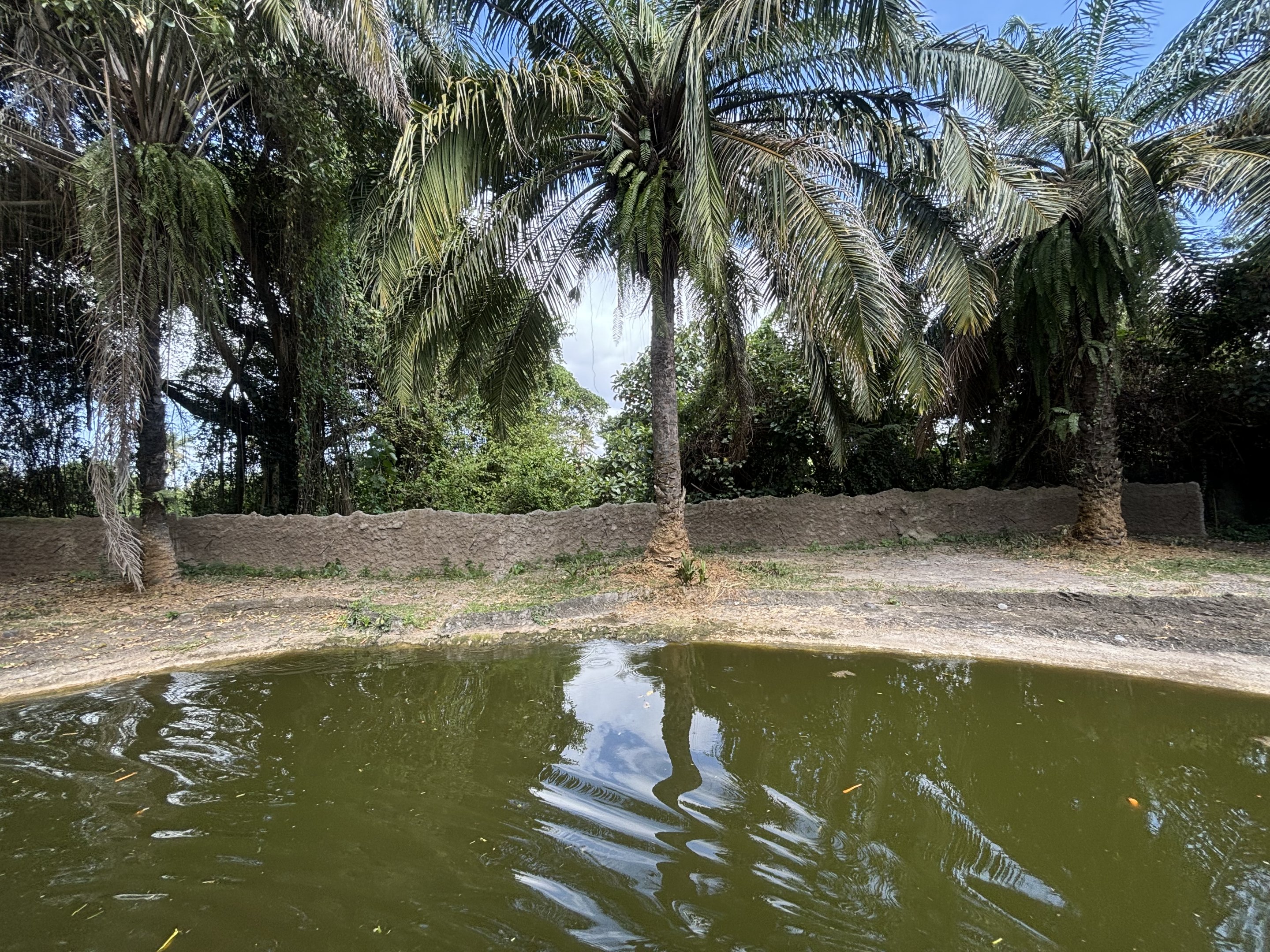 Common Hippo Exhibit