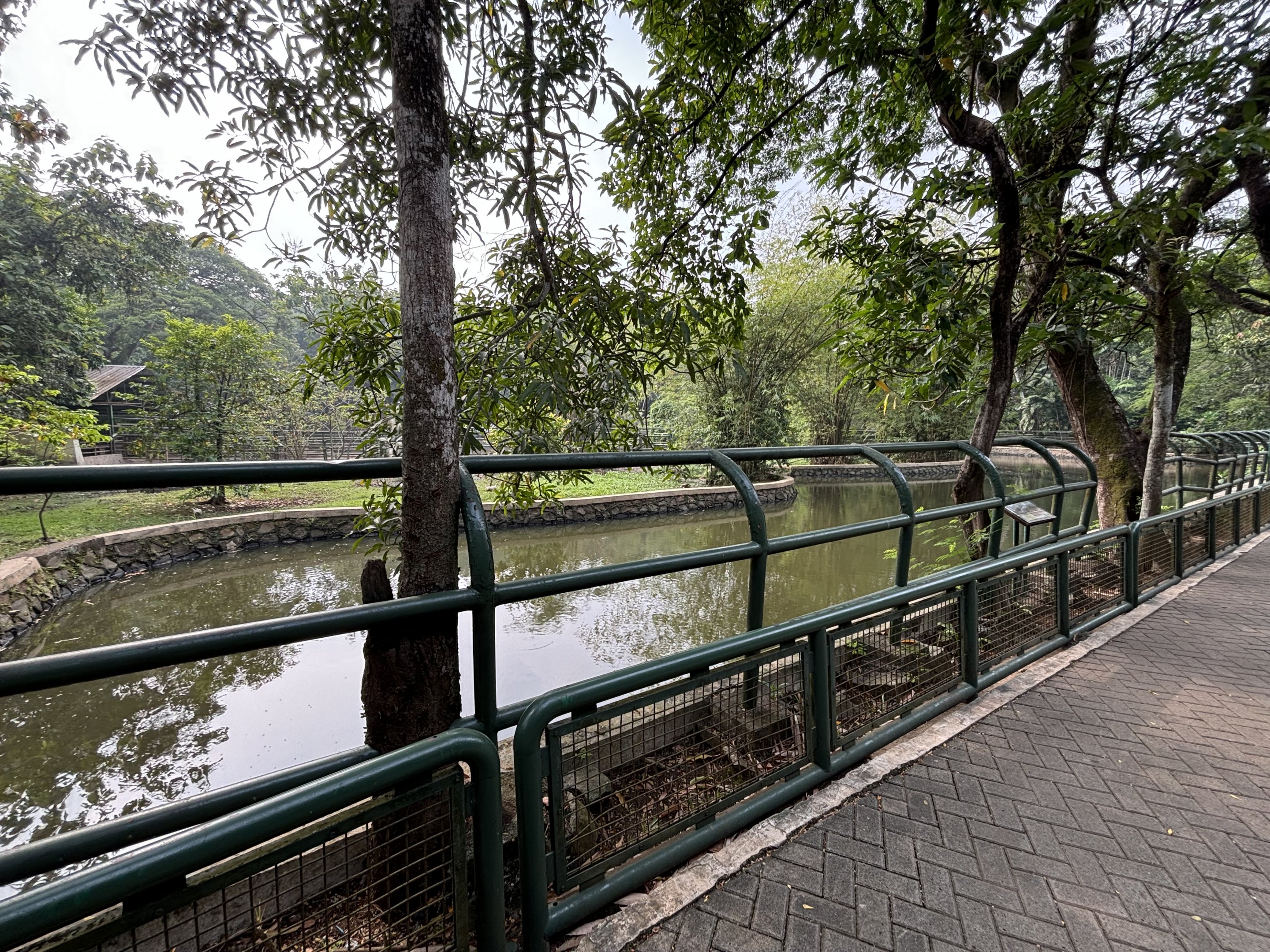 Common Hippo Exhibit