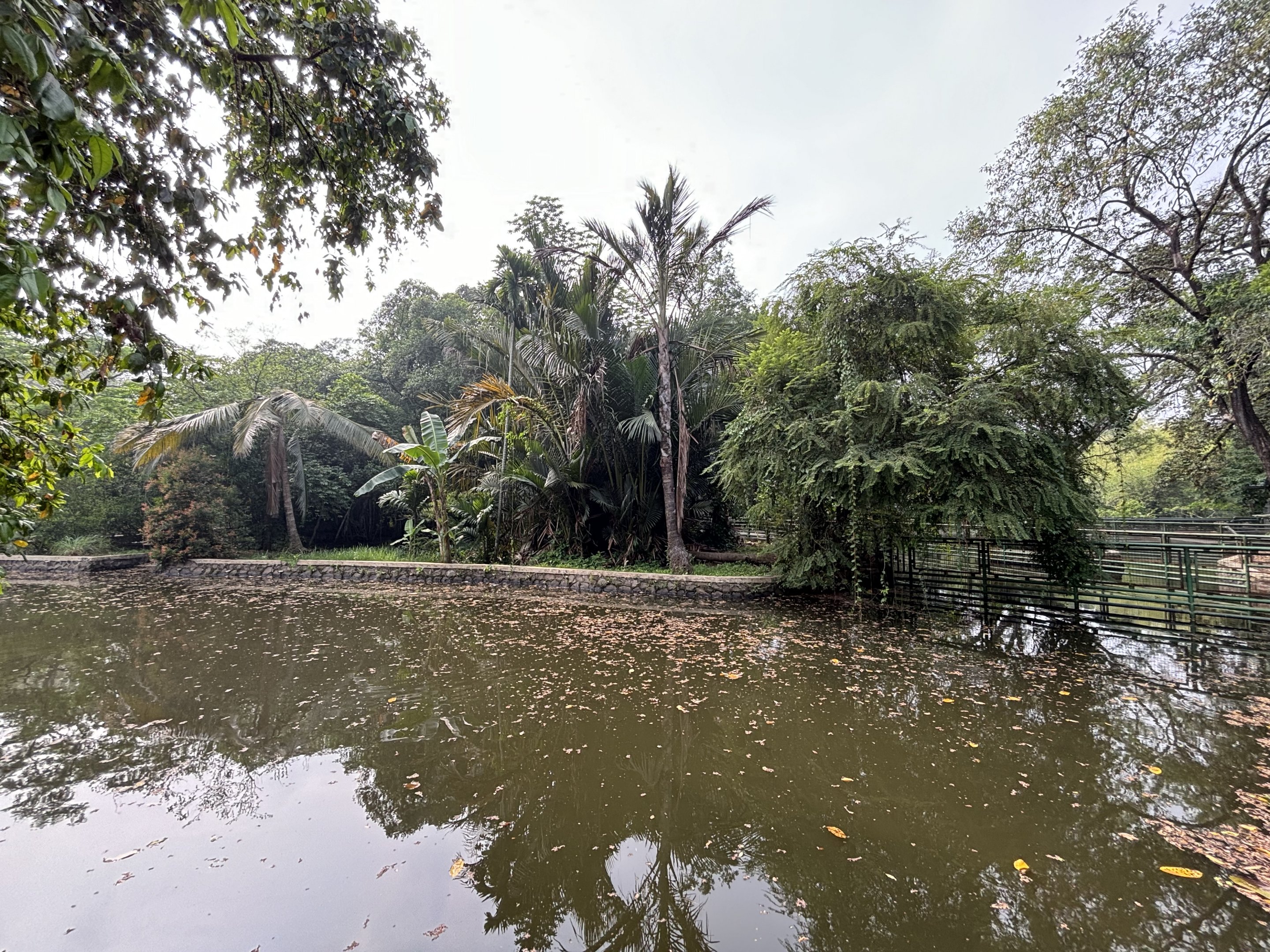 Common Hippo Exhibit