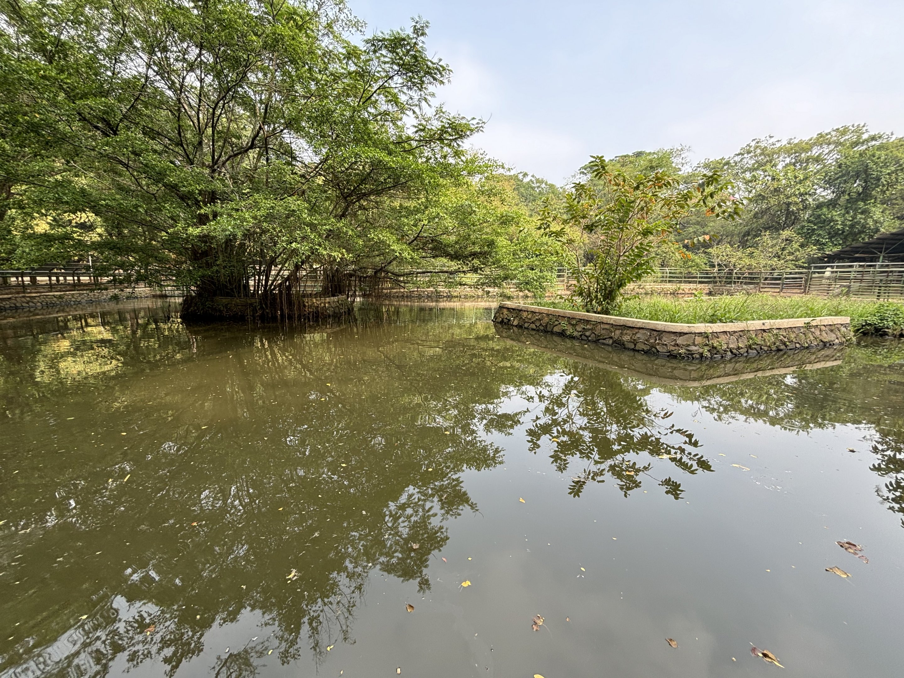 Common Hippo Exhibit