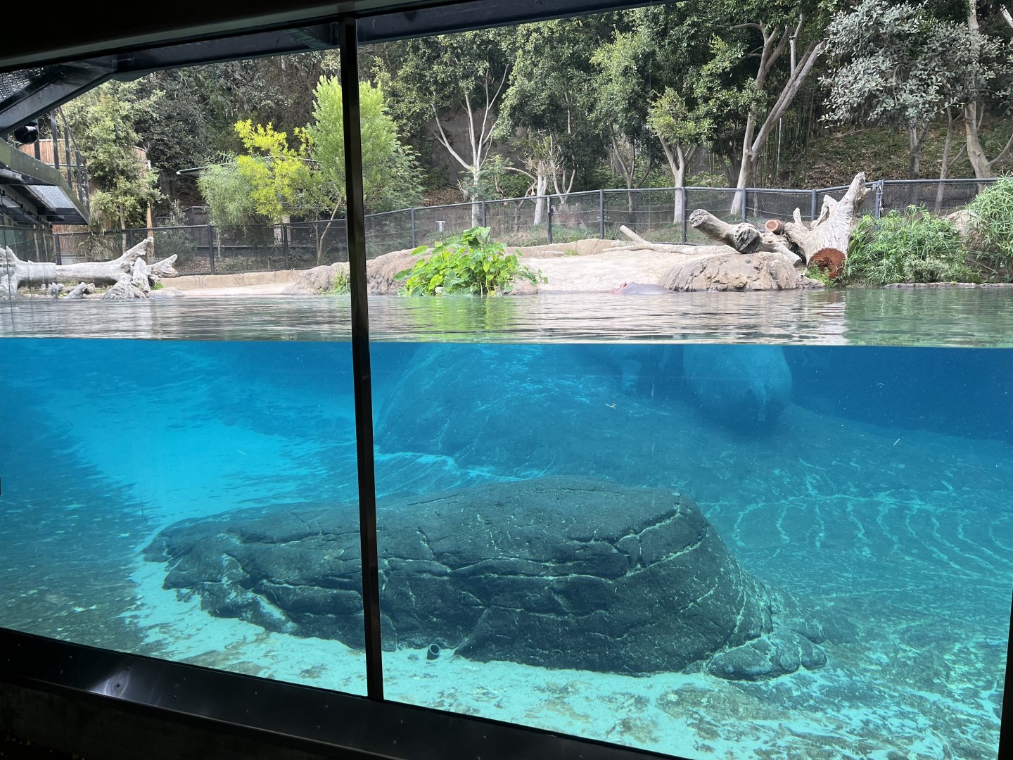 Common hippo exhibit