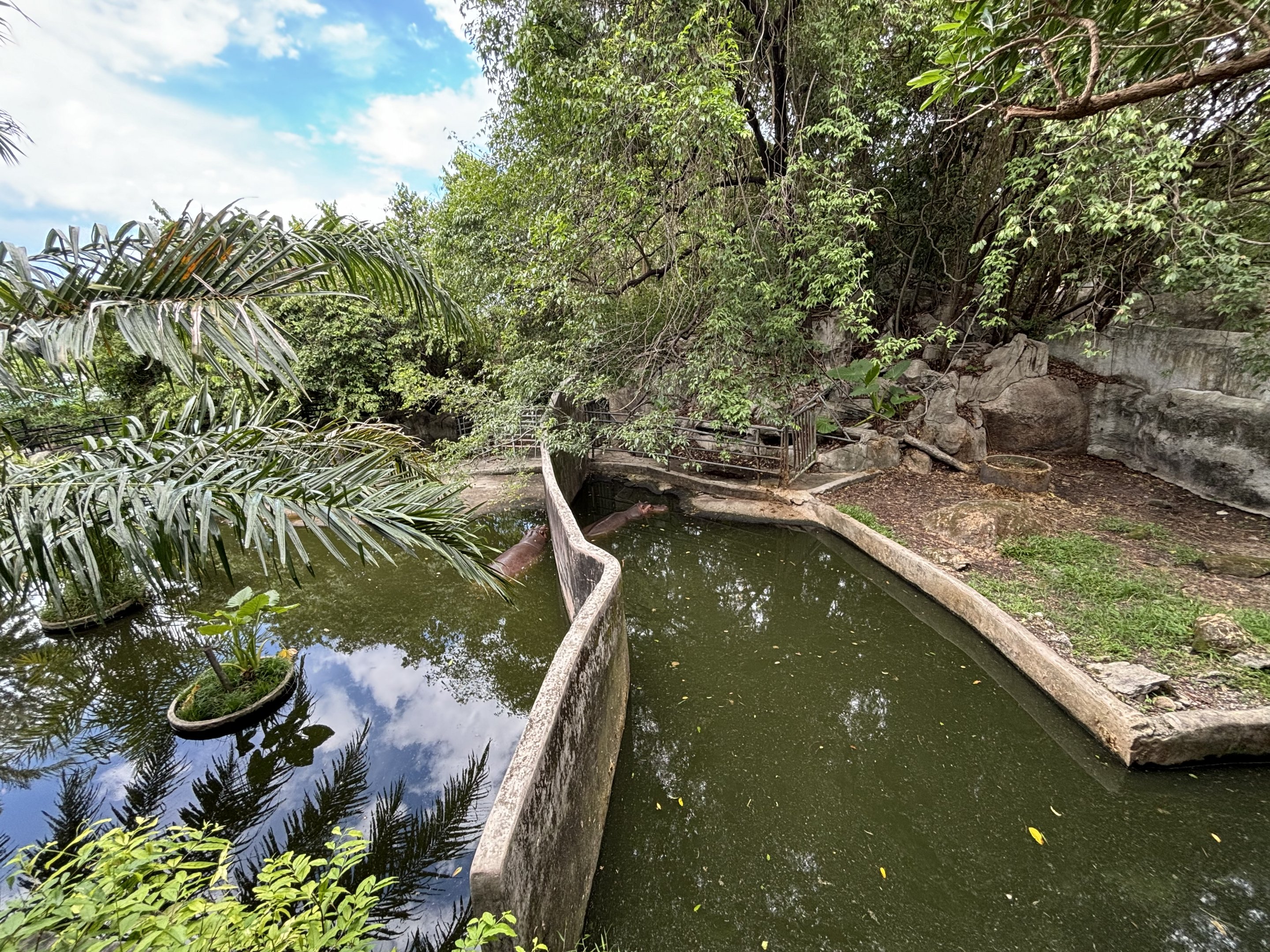 Common Hippo Exhibits #1 + #2